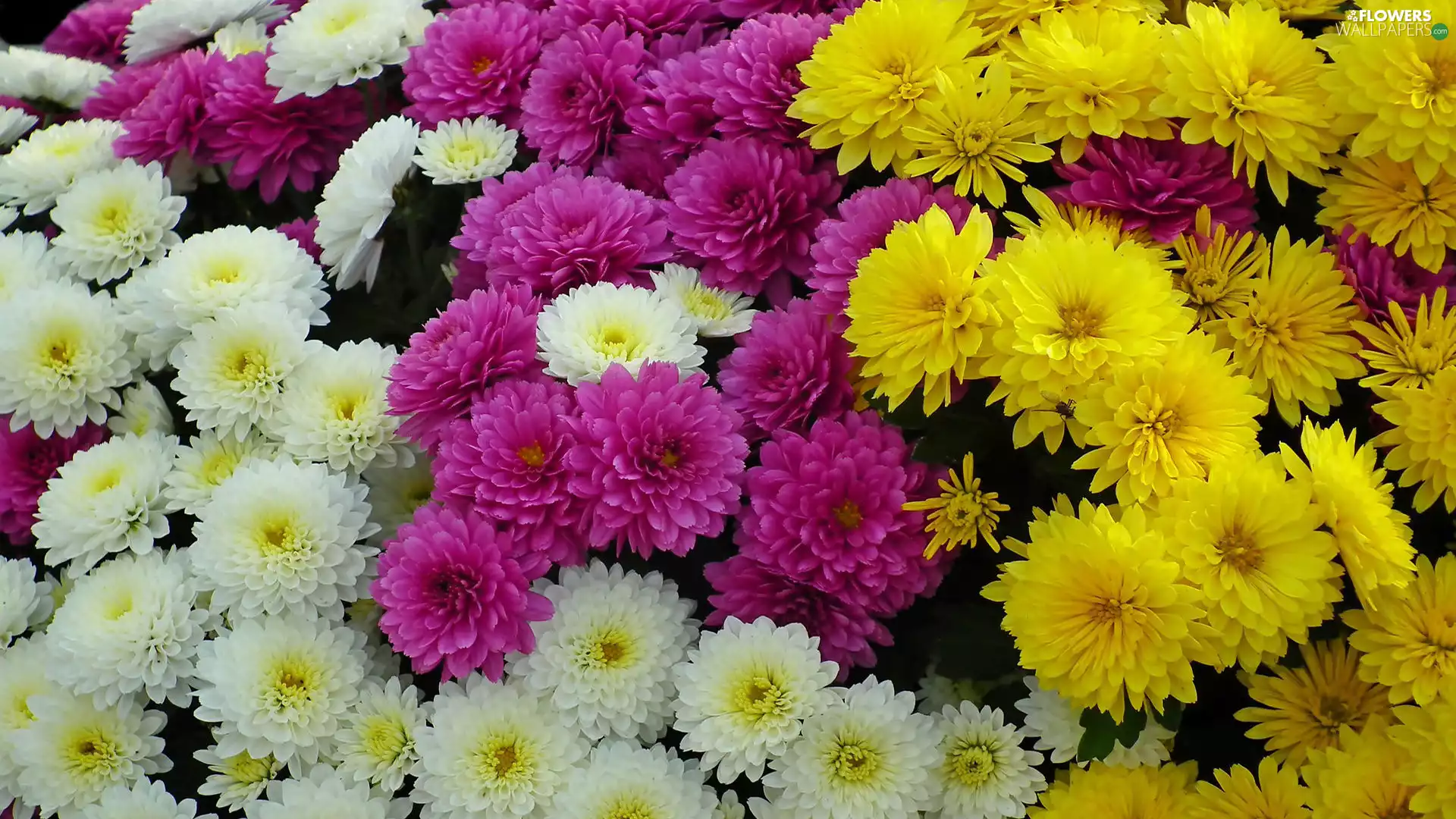Chrysanthemums, Flowers, Yellow, Pink, White, color