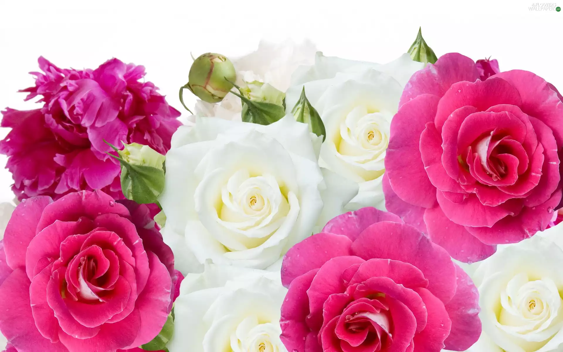 Pink, bouquet, Colorful