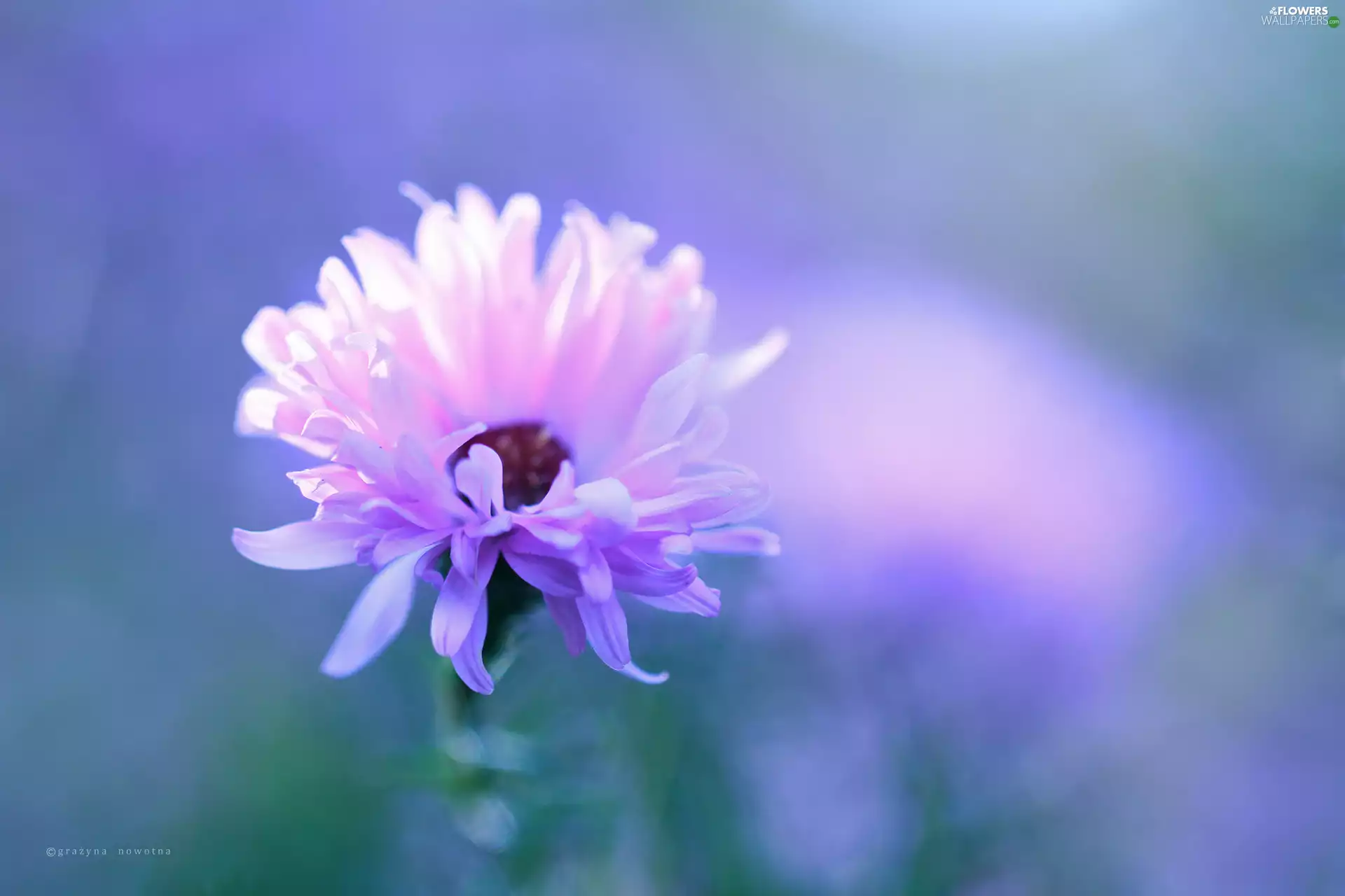 Colourfull Flowers, Aster, Pink
