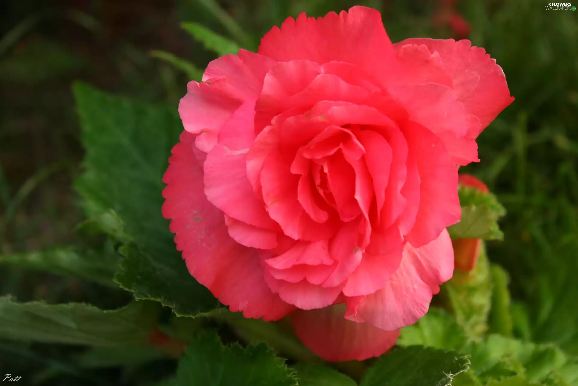Colourfull Flowers, begonia, Pink