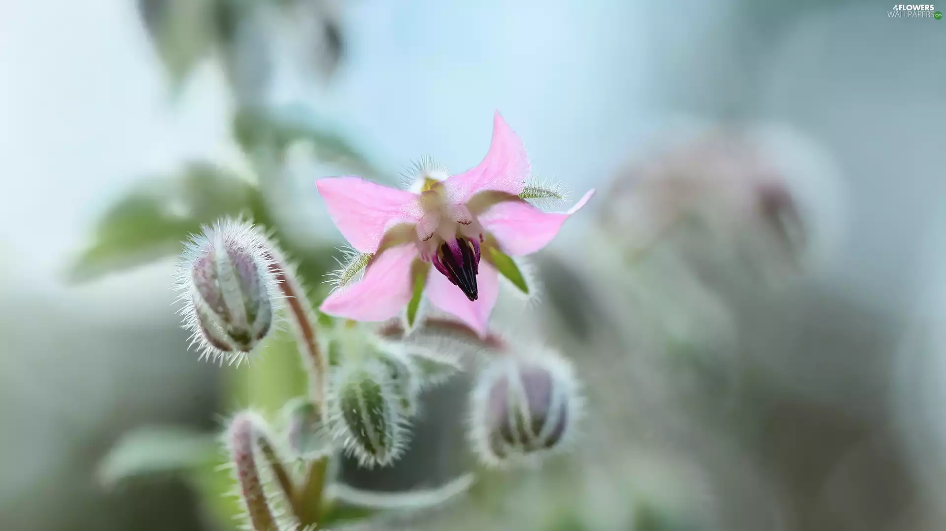 Colourfull Flowers, borage, Pink
