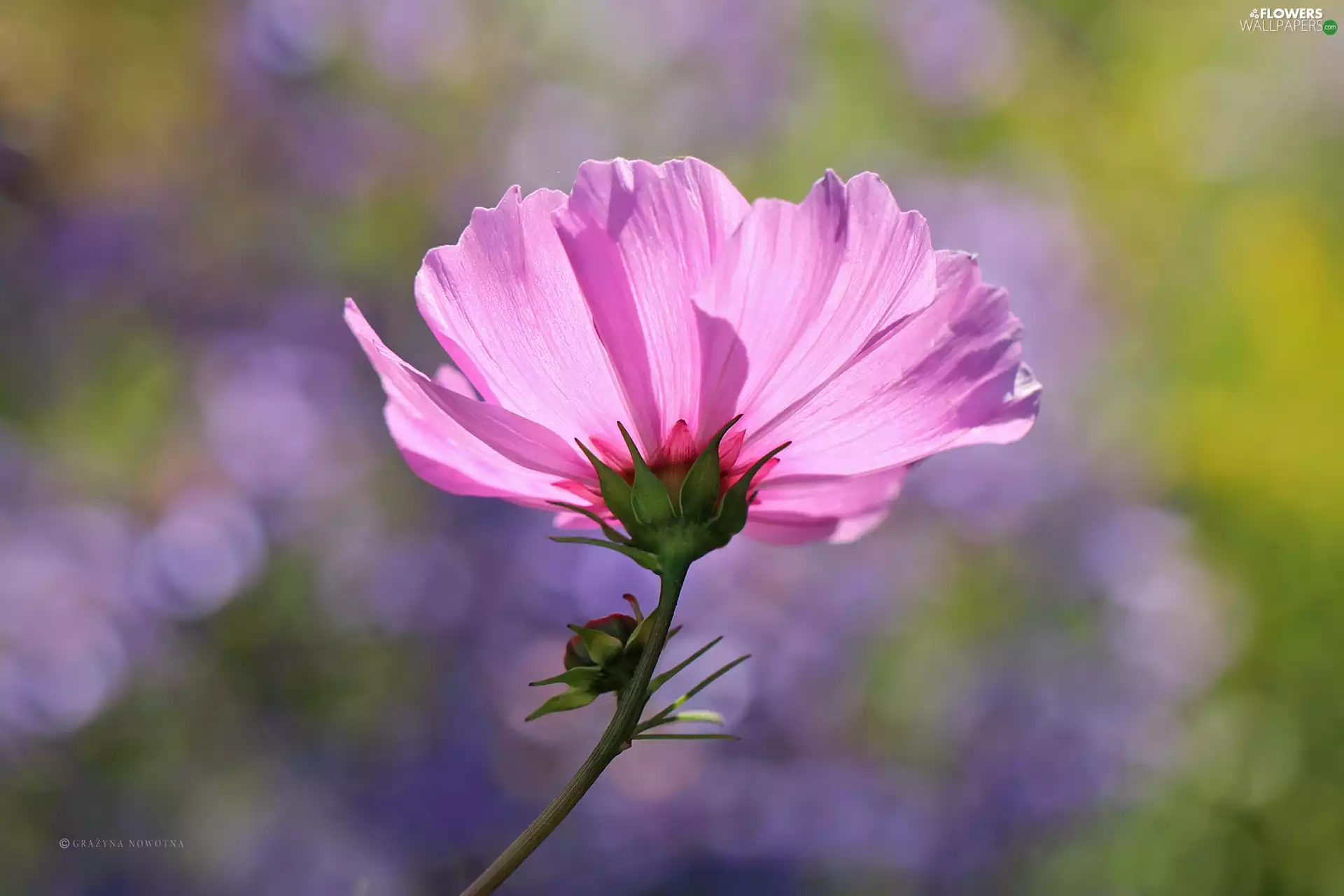 Colourfull Flowers, Cosmos, Pink