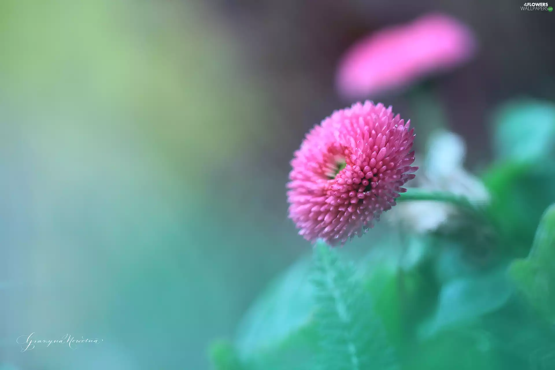 Colourfull Flowers, daisy, Pink