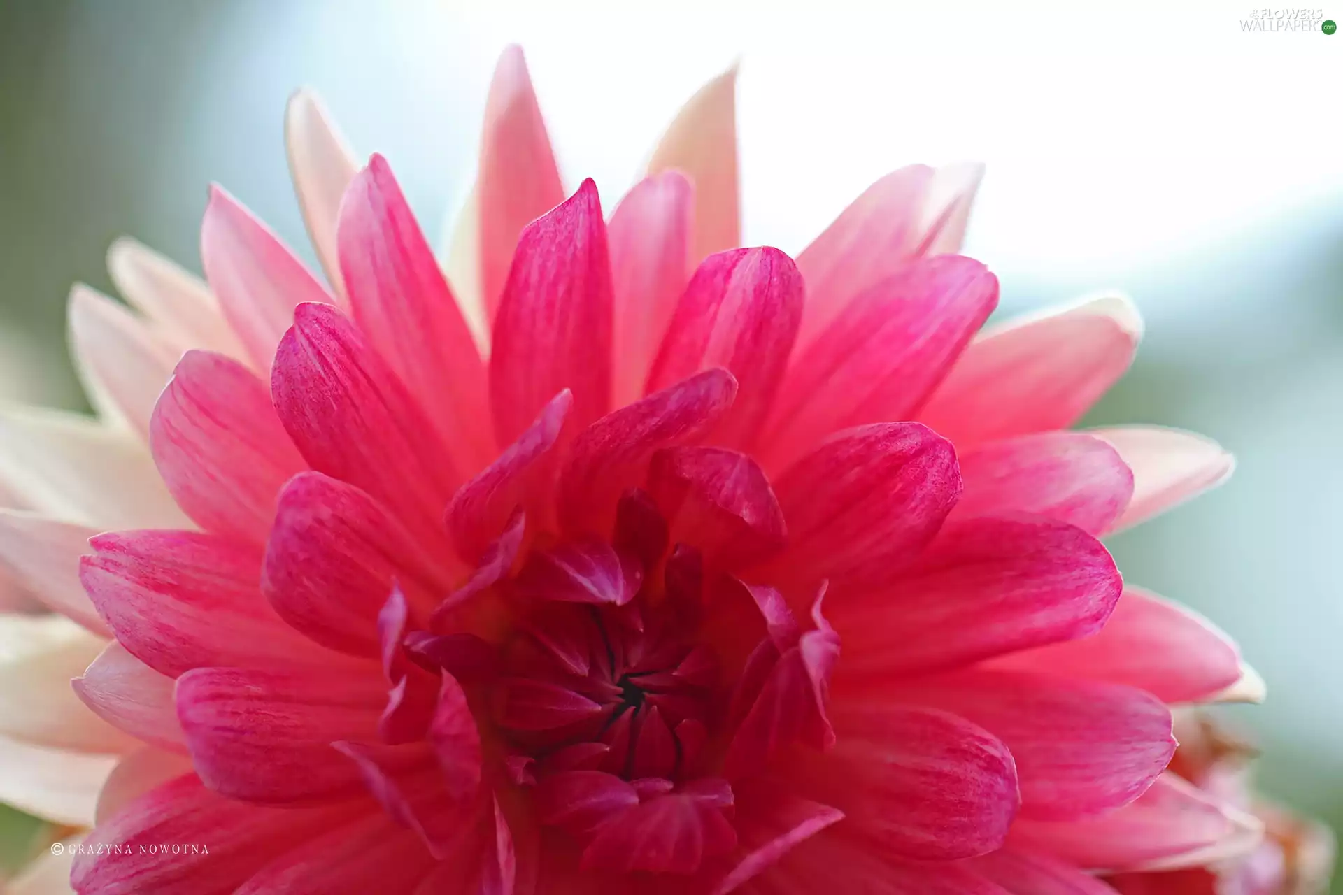 Colourfull Flowers, Dalia, Pink