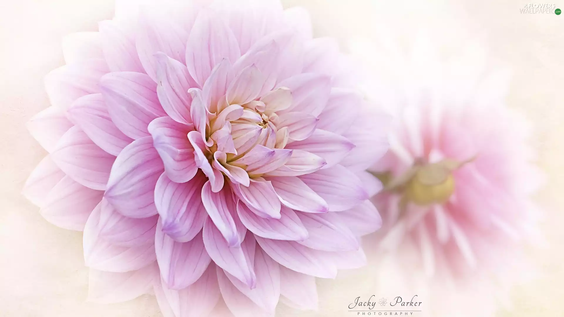 Light pink, Colourfull Flowers, Dalia