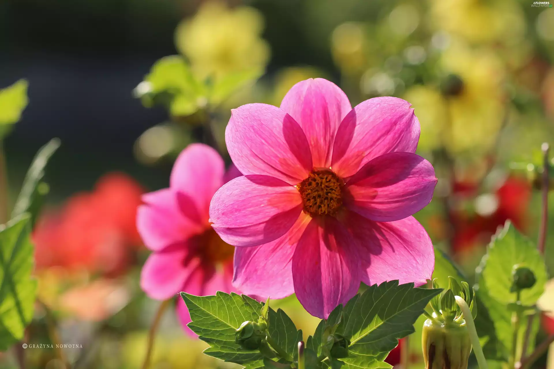 Colourfull Flowers, Dalia, Pink