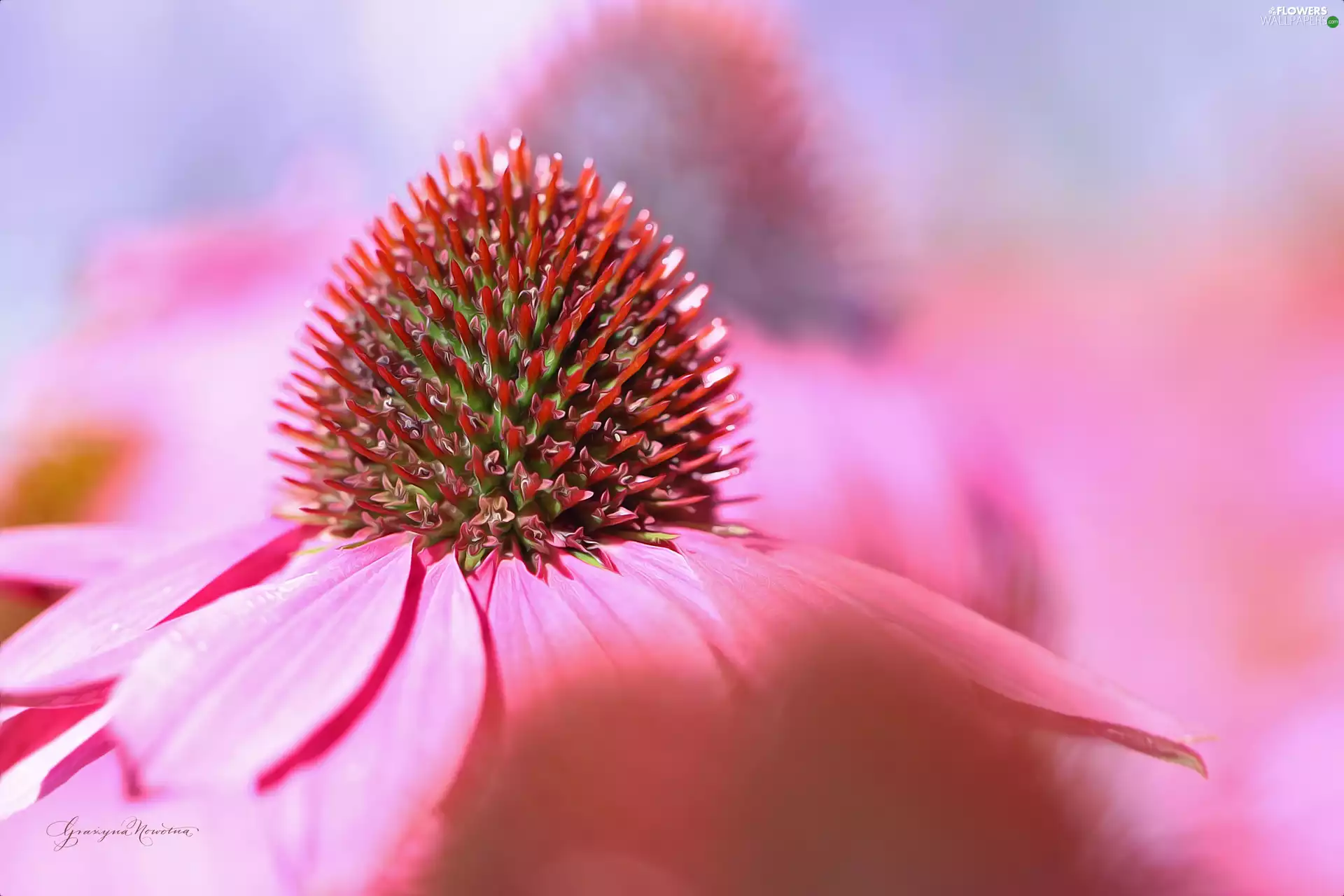 Colourfull Flowers, echinacea, Pink