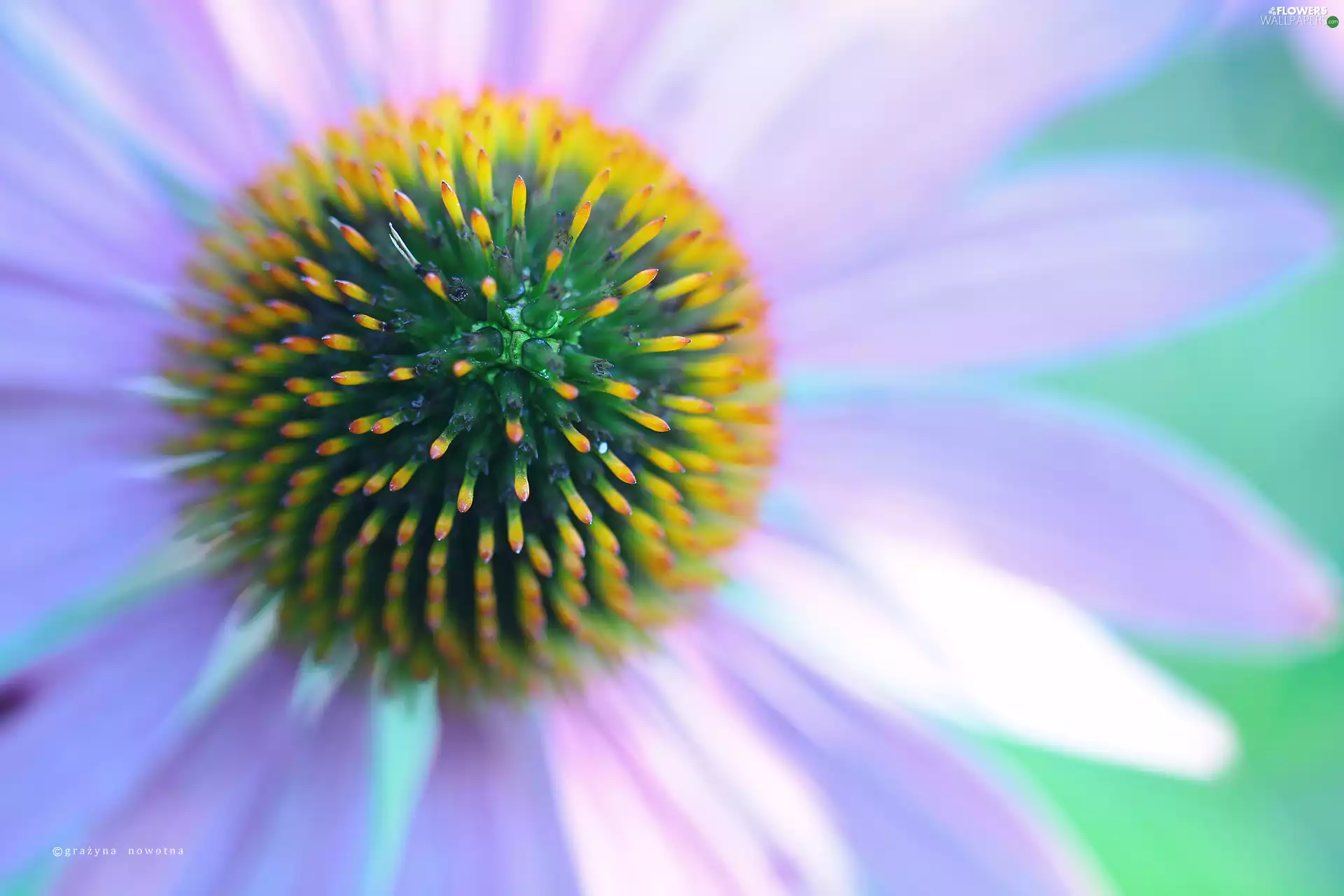 Colourfull Flowers, echinacea, Pink