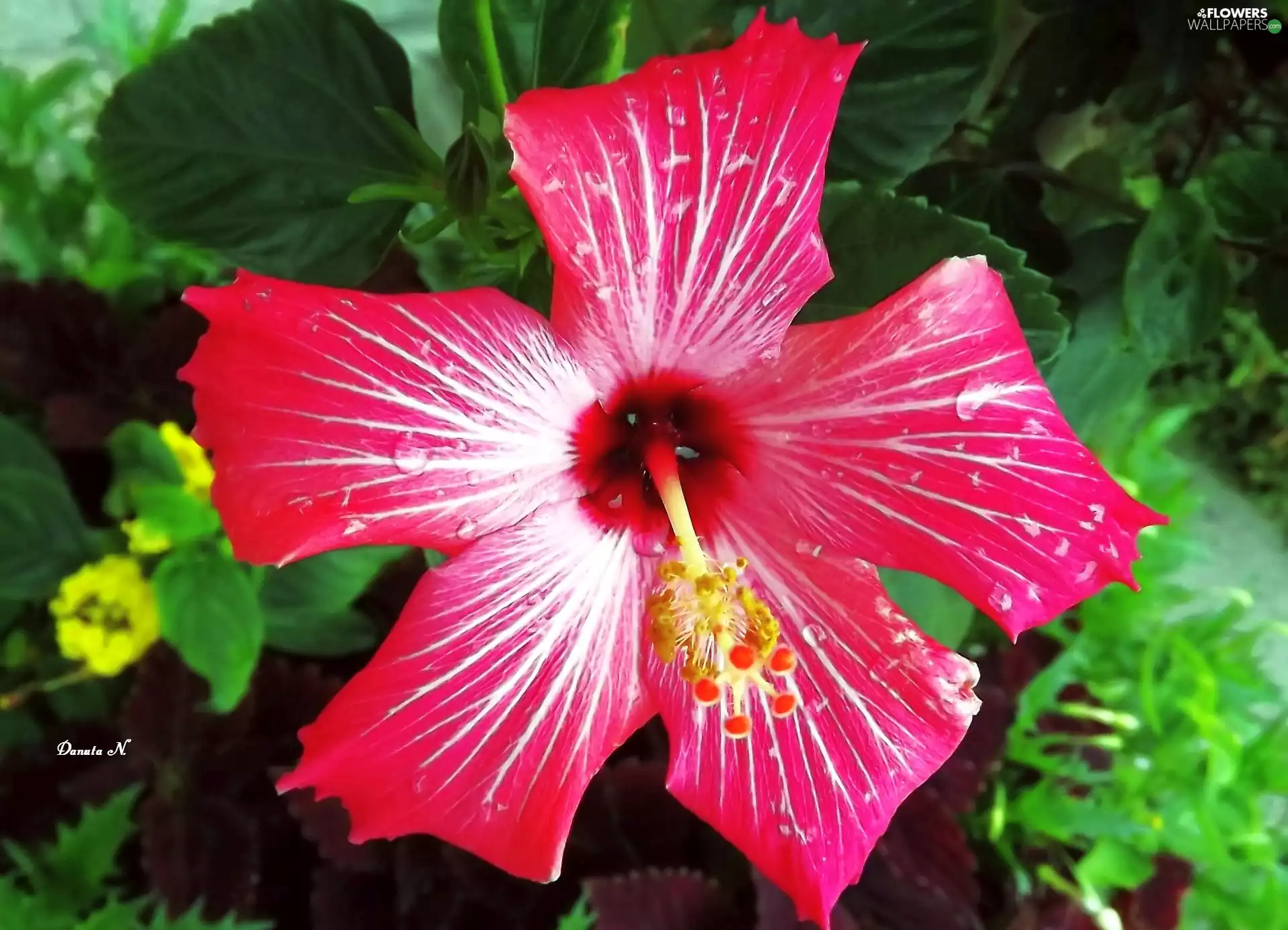 Pink, Leaf, summer, drops, Garden, hibiskus, Colourfull Flowers, rain