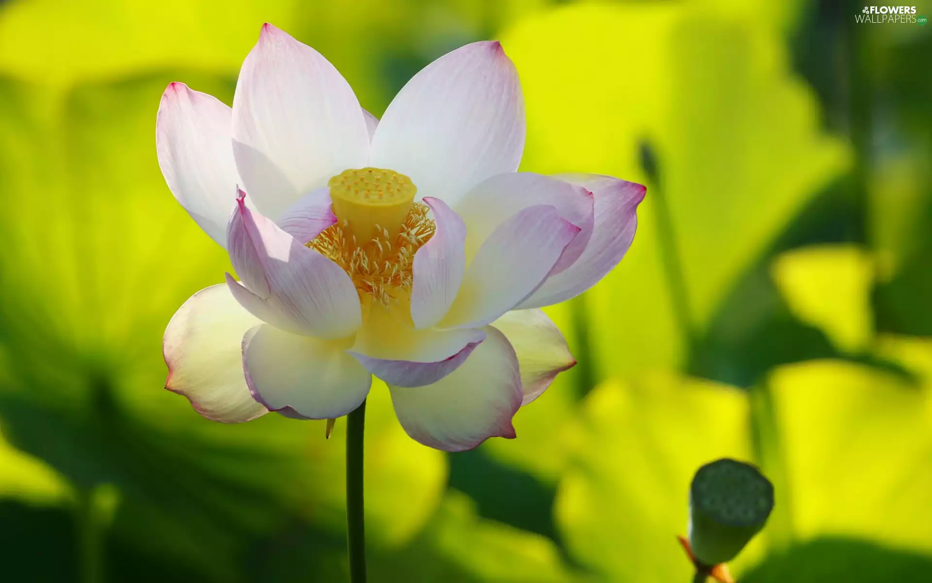 White-Pink, Colourfull Flowers, lotus