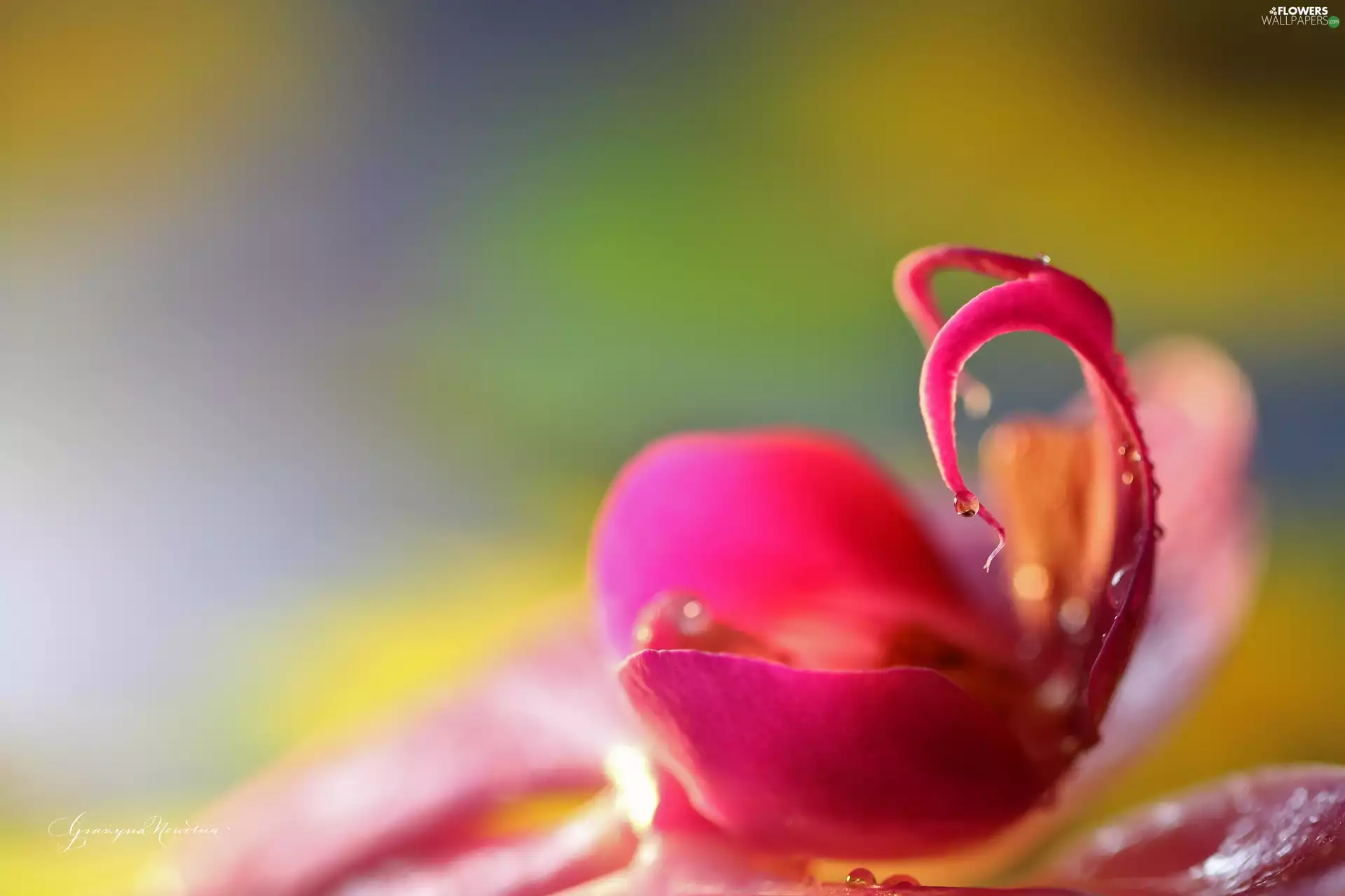 Colourfull Flowers, orchid, Pink