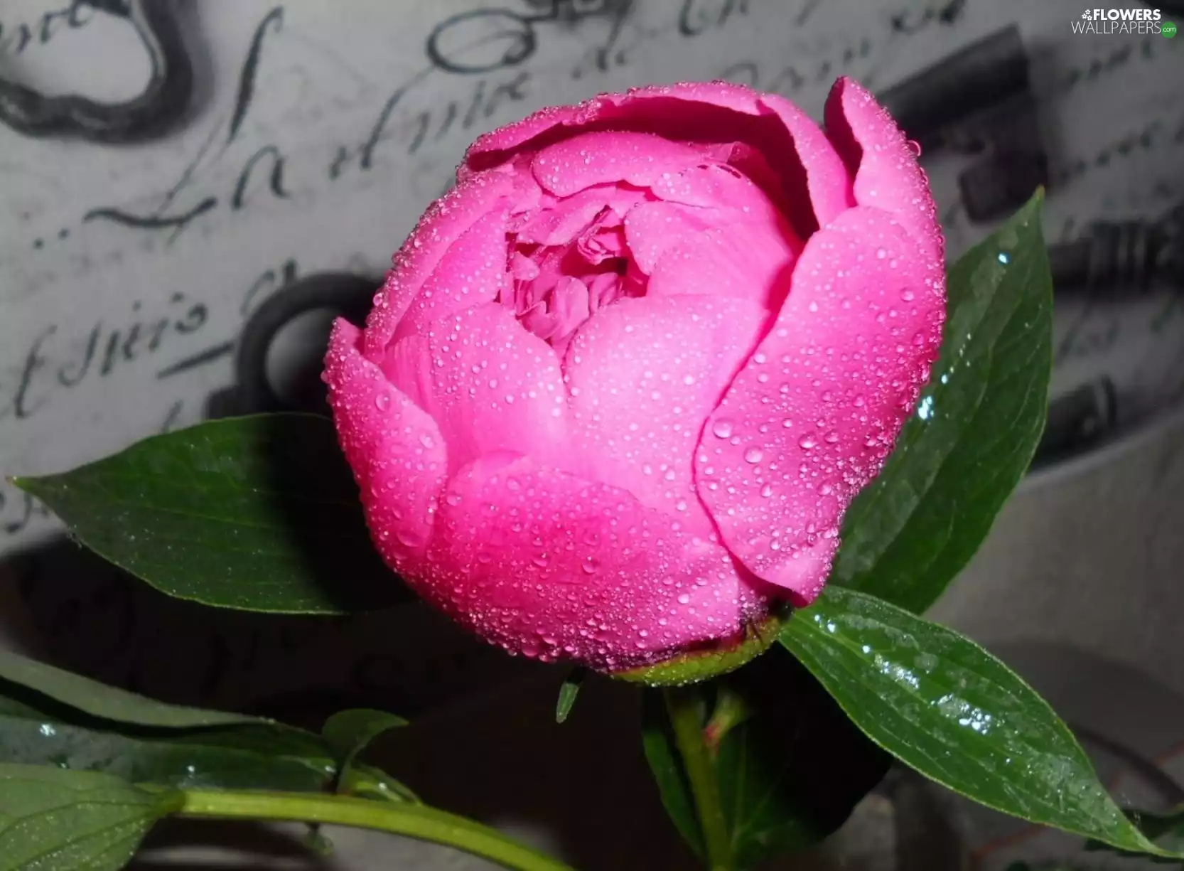 peony, Colourfull Flowers, pink