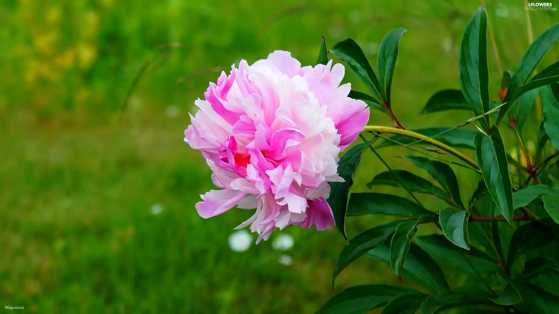Blossoming, Pink, Colourfull Flowers, peony
