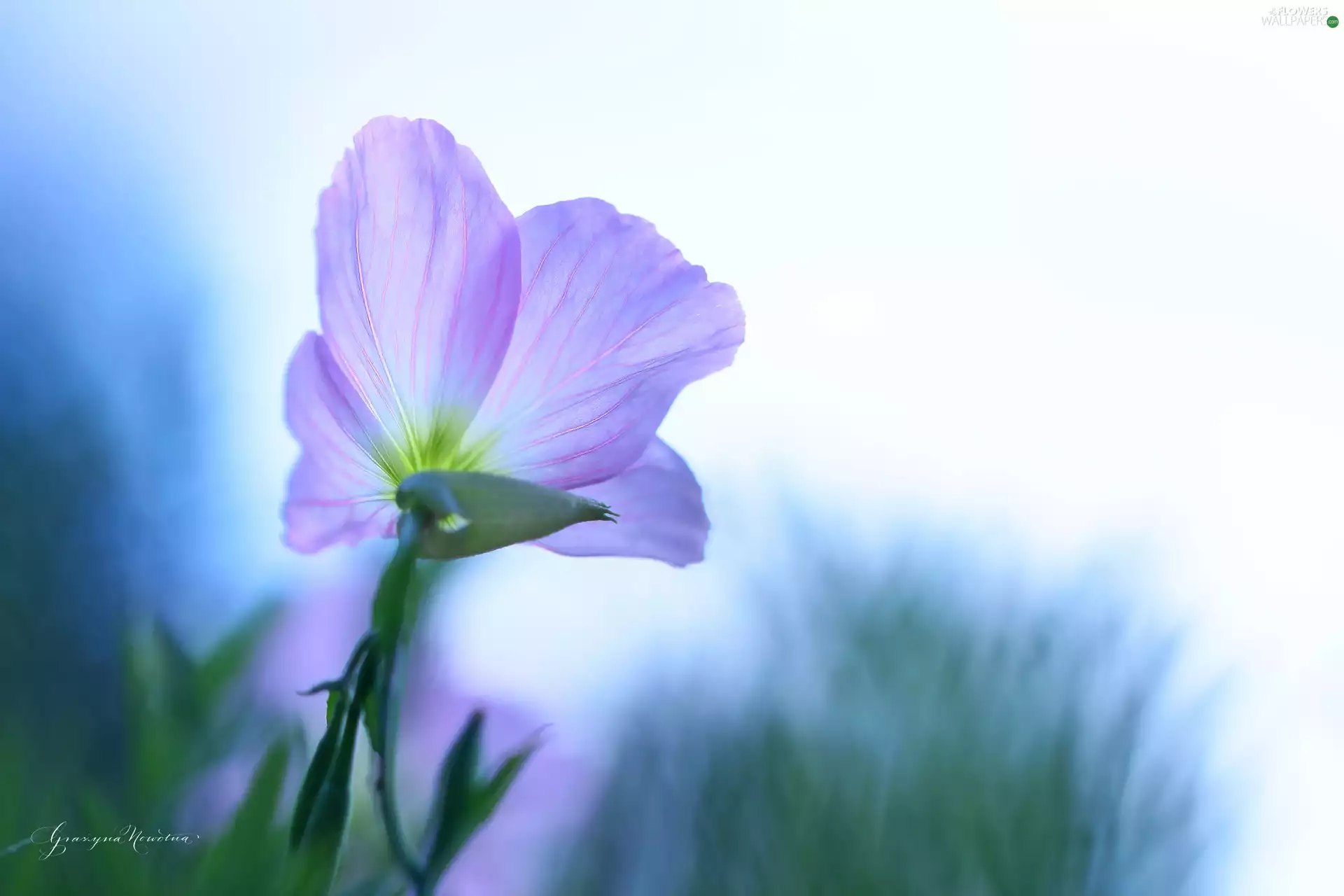 Colourfull Flowers, primrose, Pink