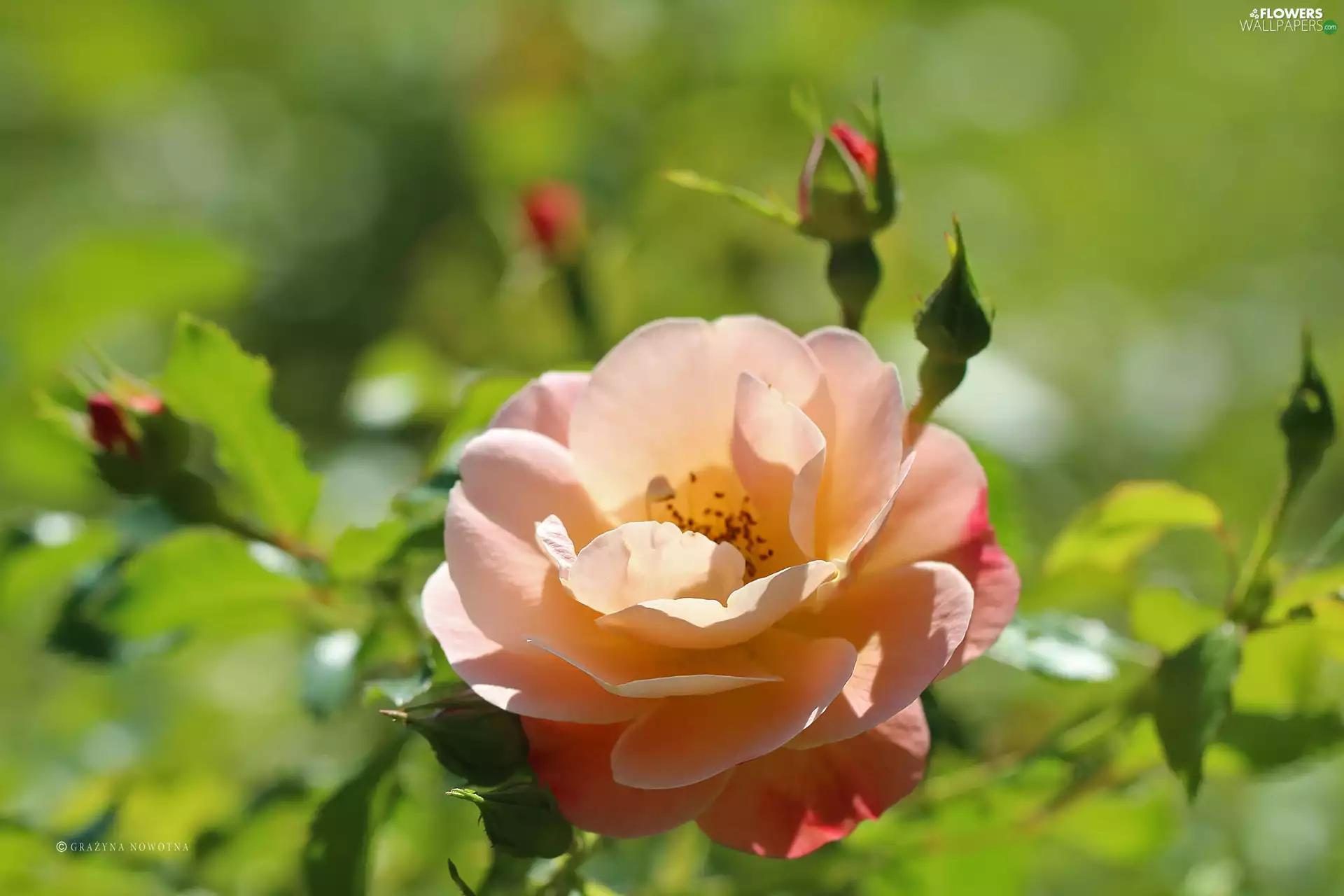 Colourfull Flowers, rose, Pink