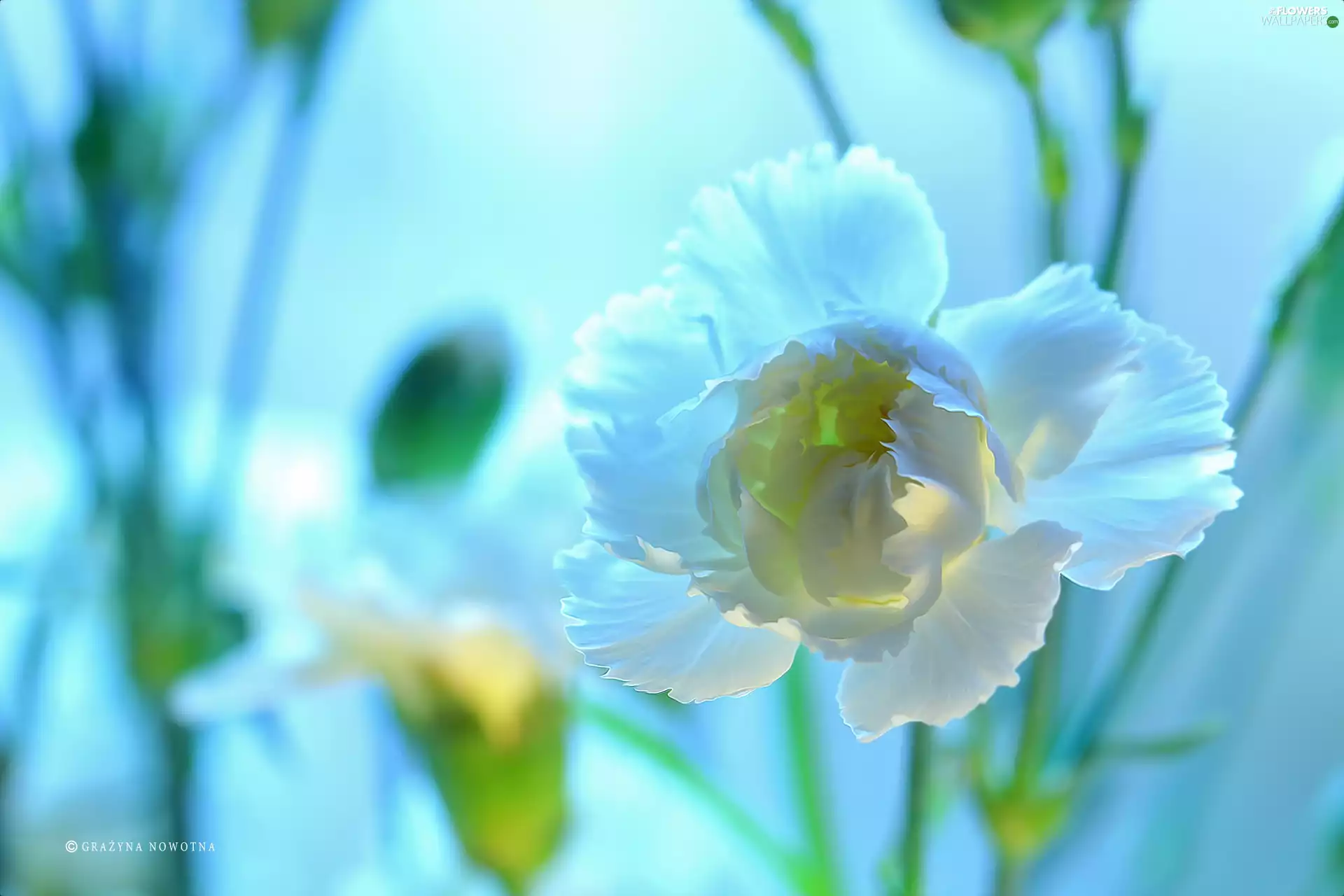 Colourfull Flowers, White, pink