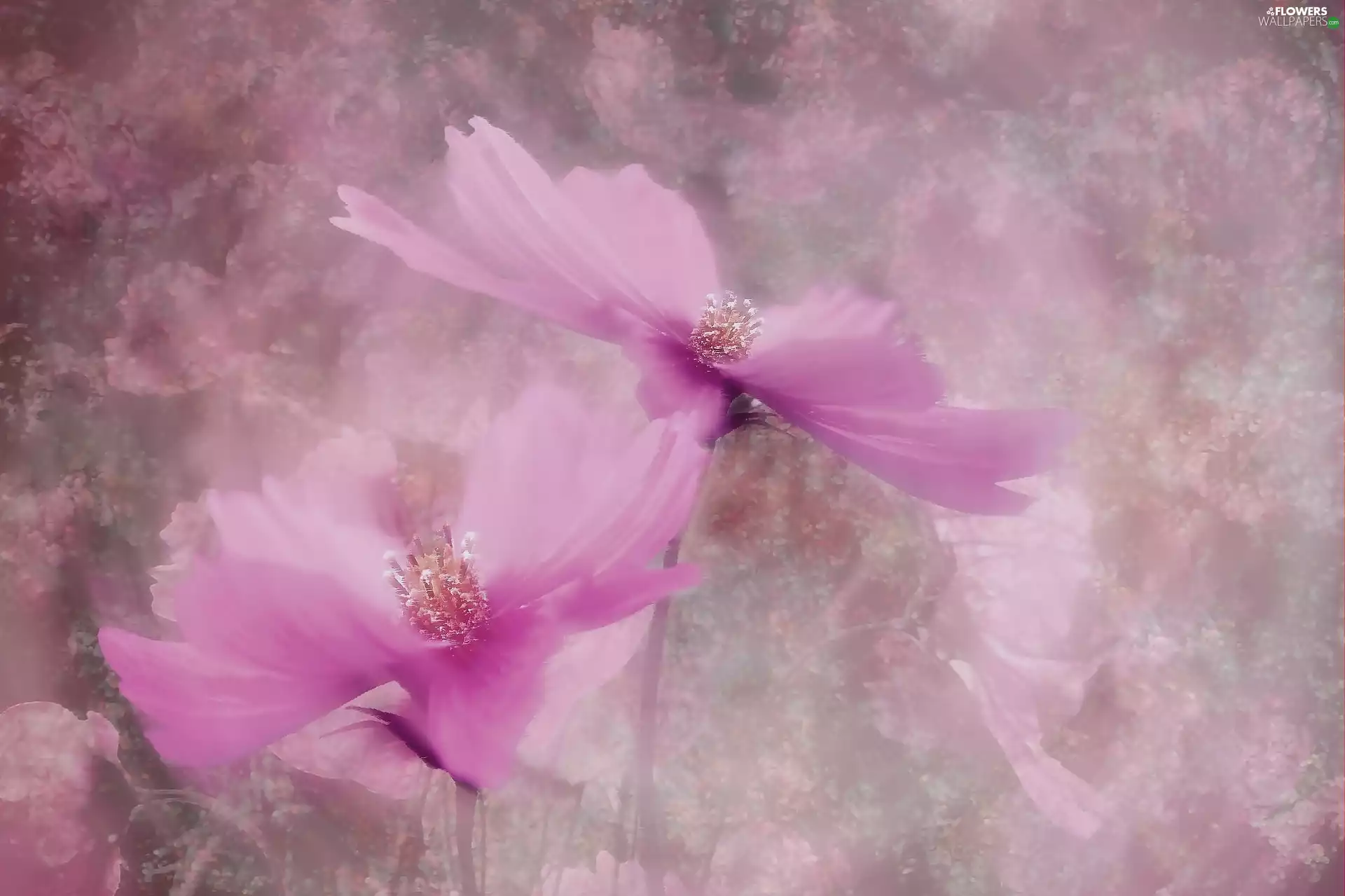 Pink, Cosmos