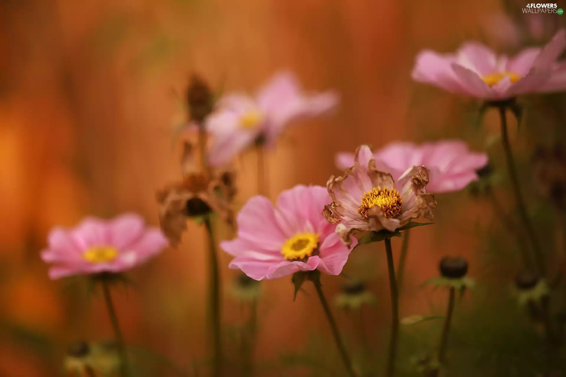 Cosmos, Flowers, fades, Pink