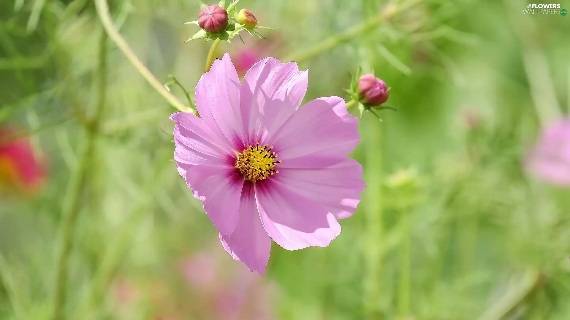 Cosmos, Colourfull Flowers, Pink
