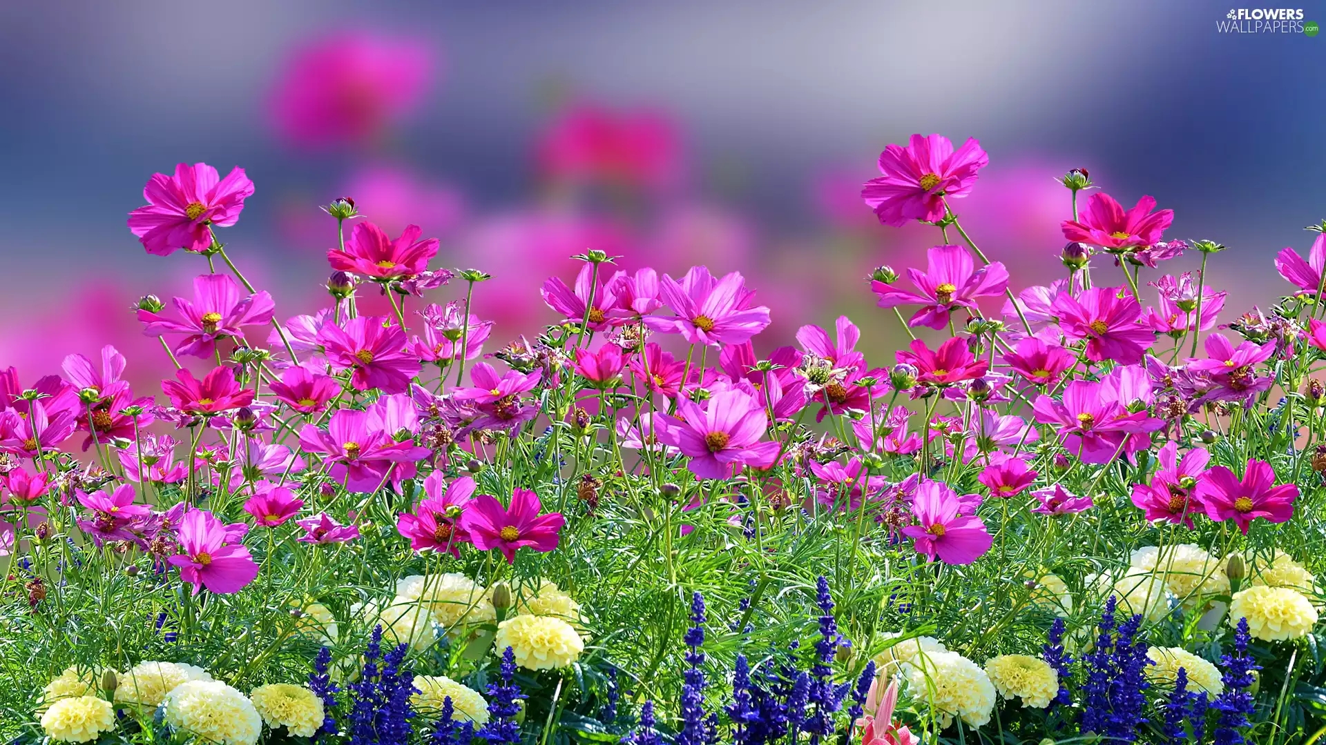 Pink, Flowers, Cosmos