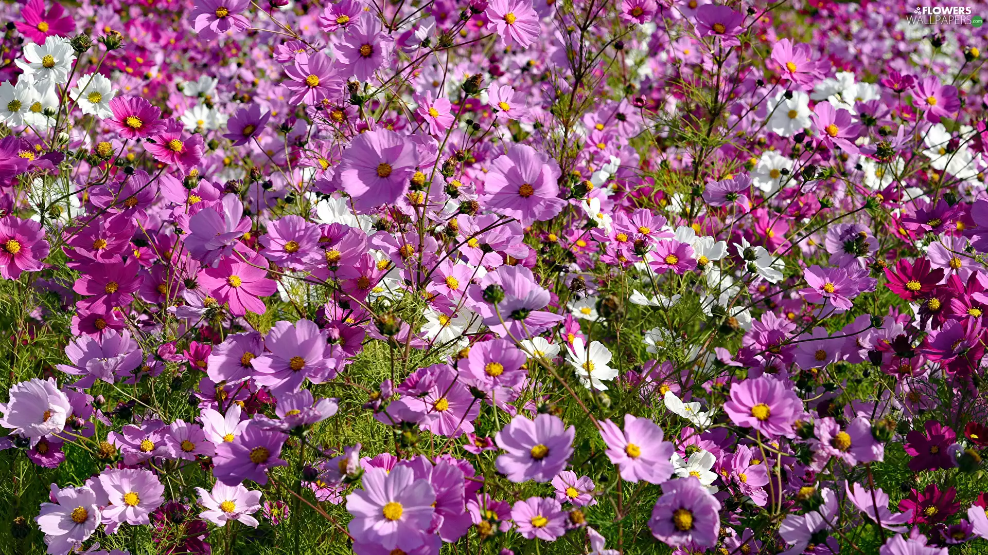 Cosmos, Flowers, Meadow, Pink