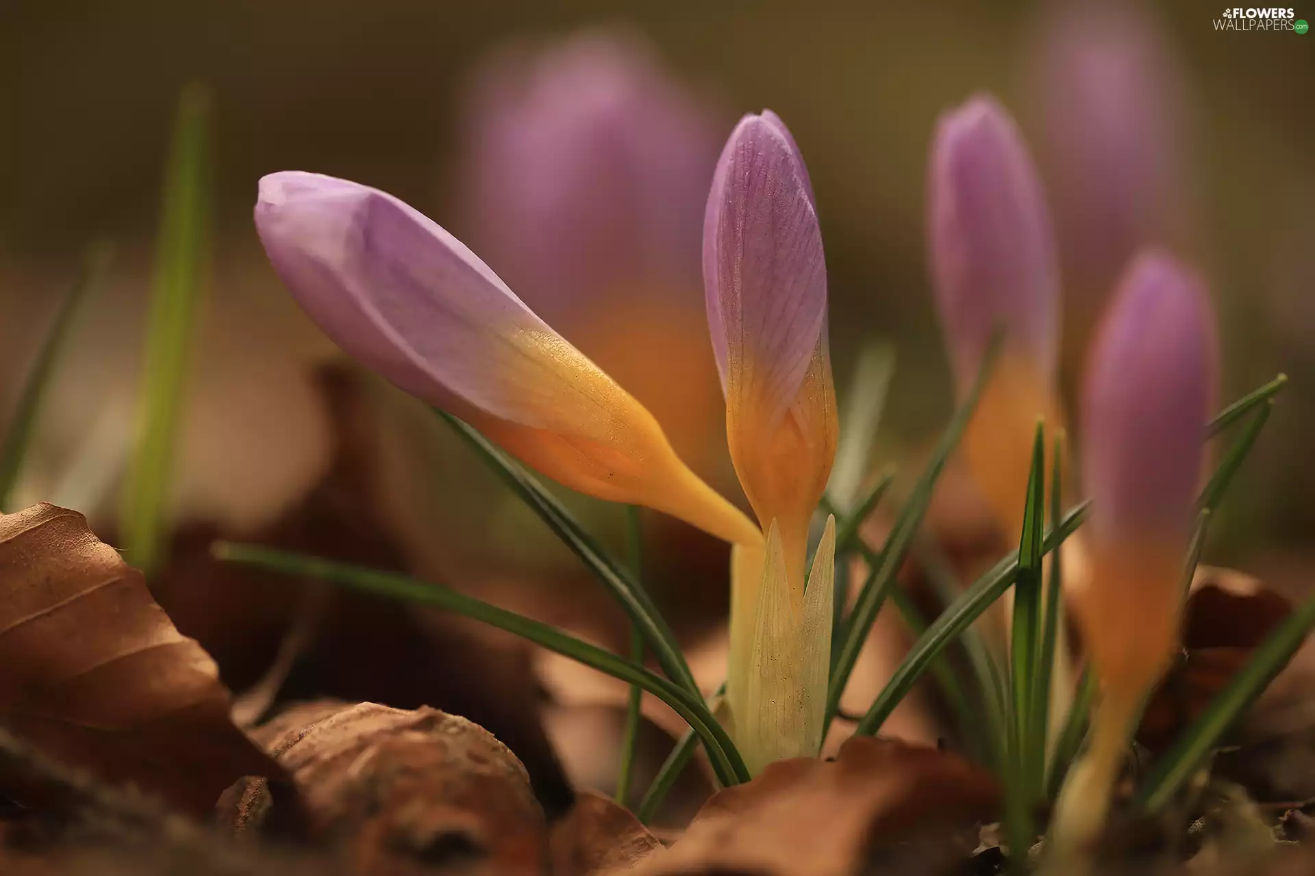 Pink, Buds, crocuses