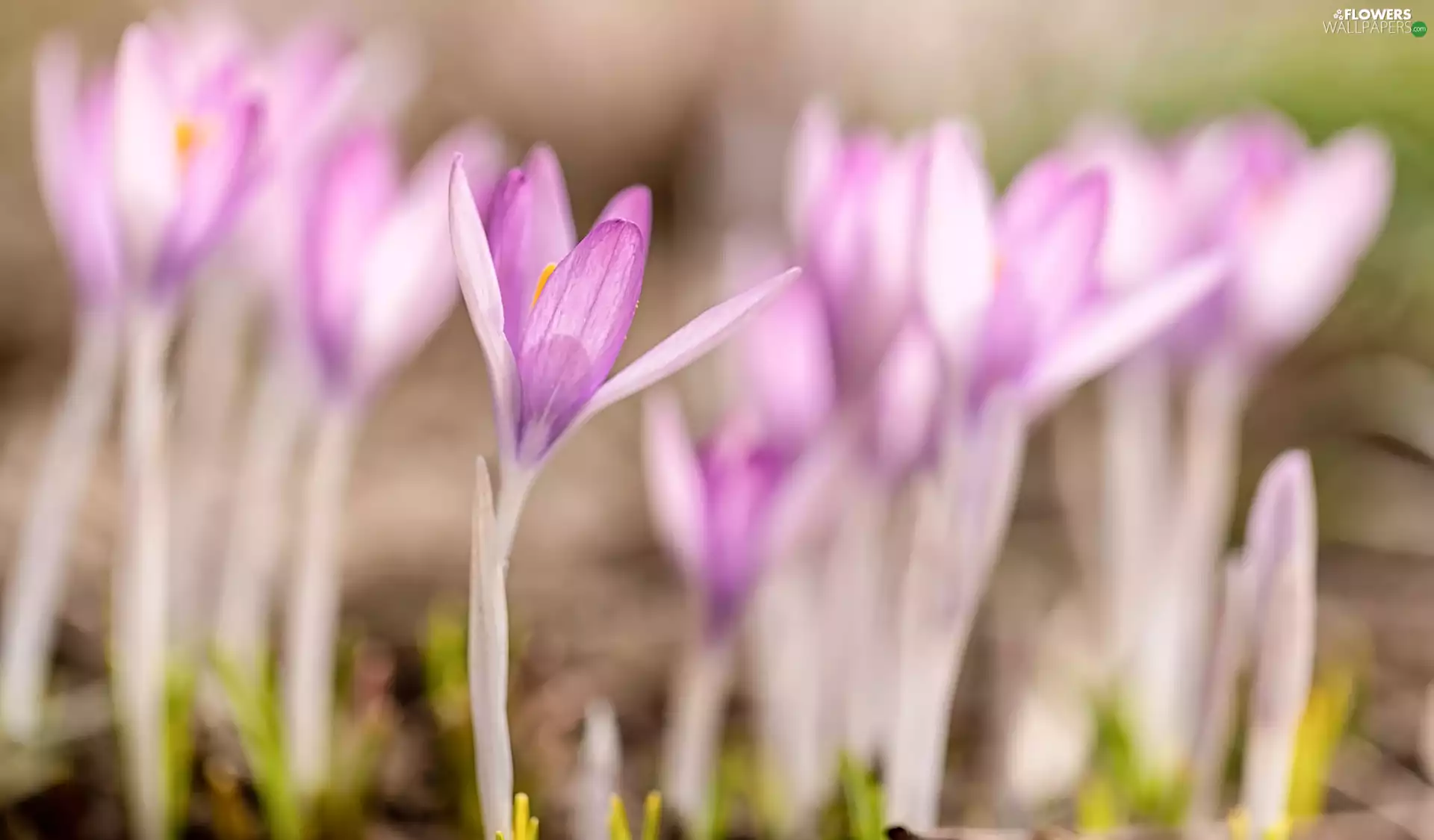 Pink, Flowers, crocuses