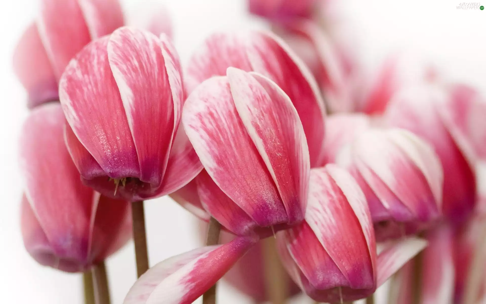 Pink, cyclamen