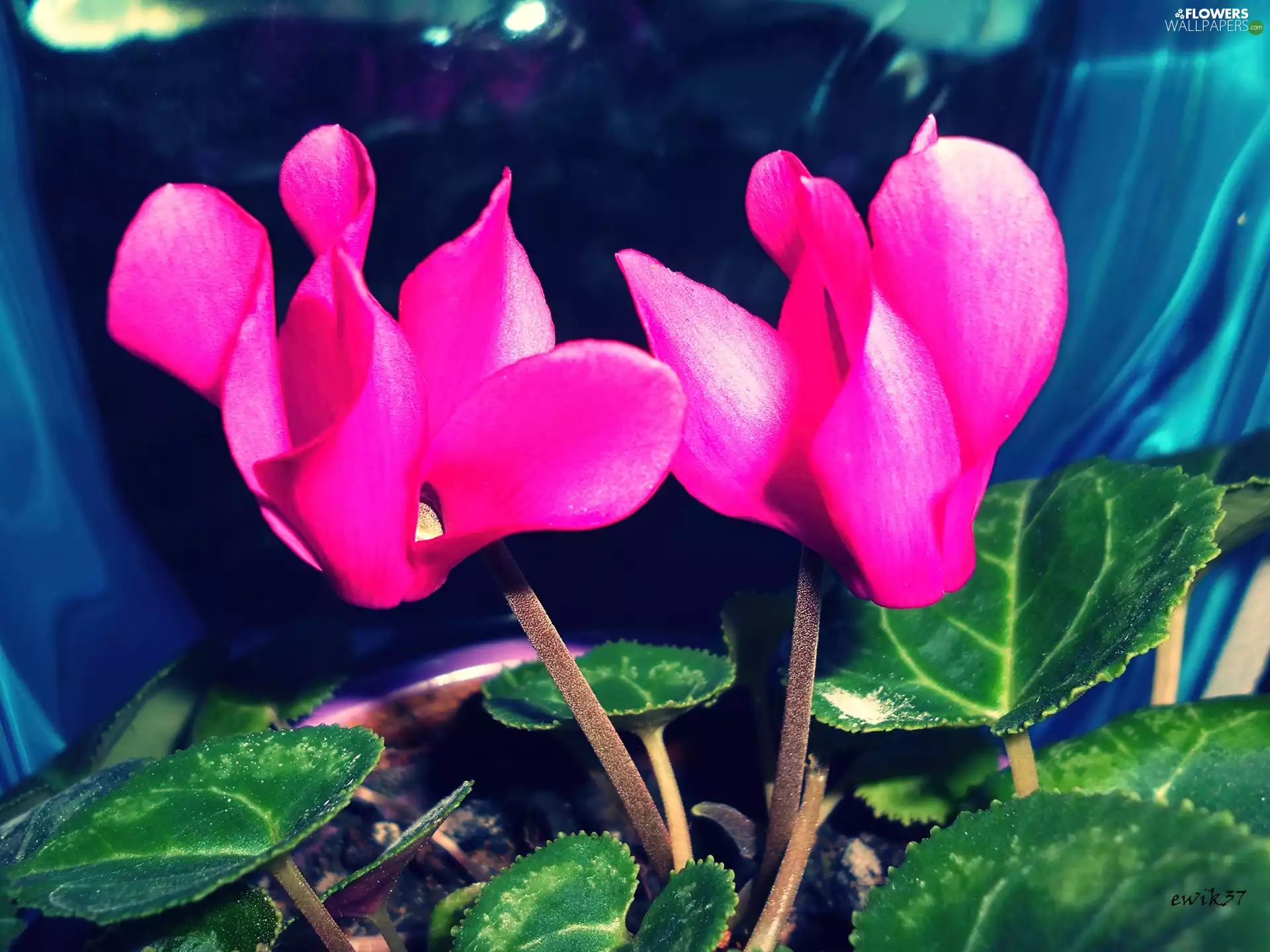 Pink, Cyclamen