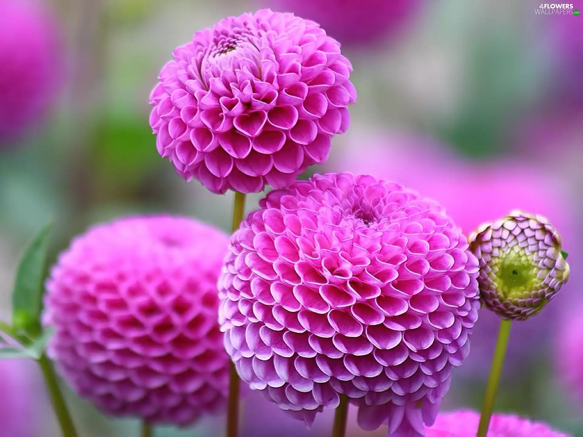 Pink, dahlias