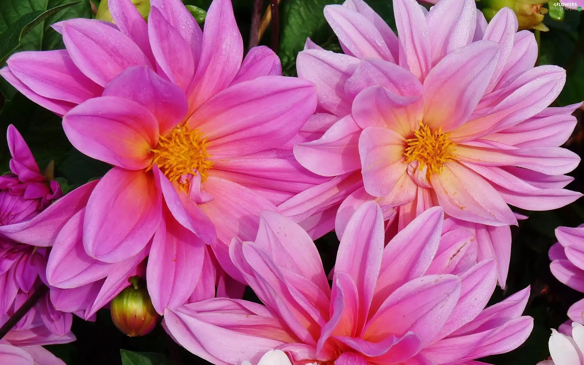 Pink, dahlias