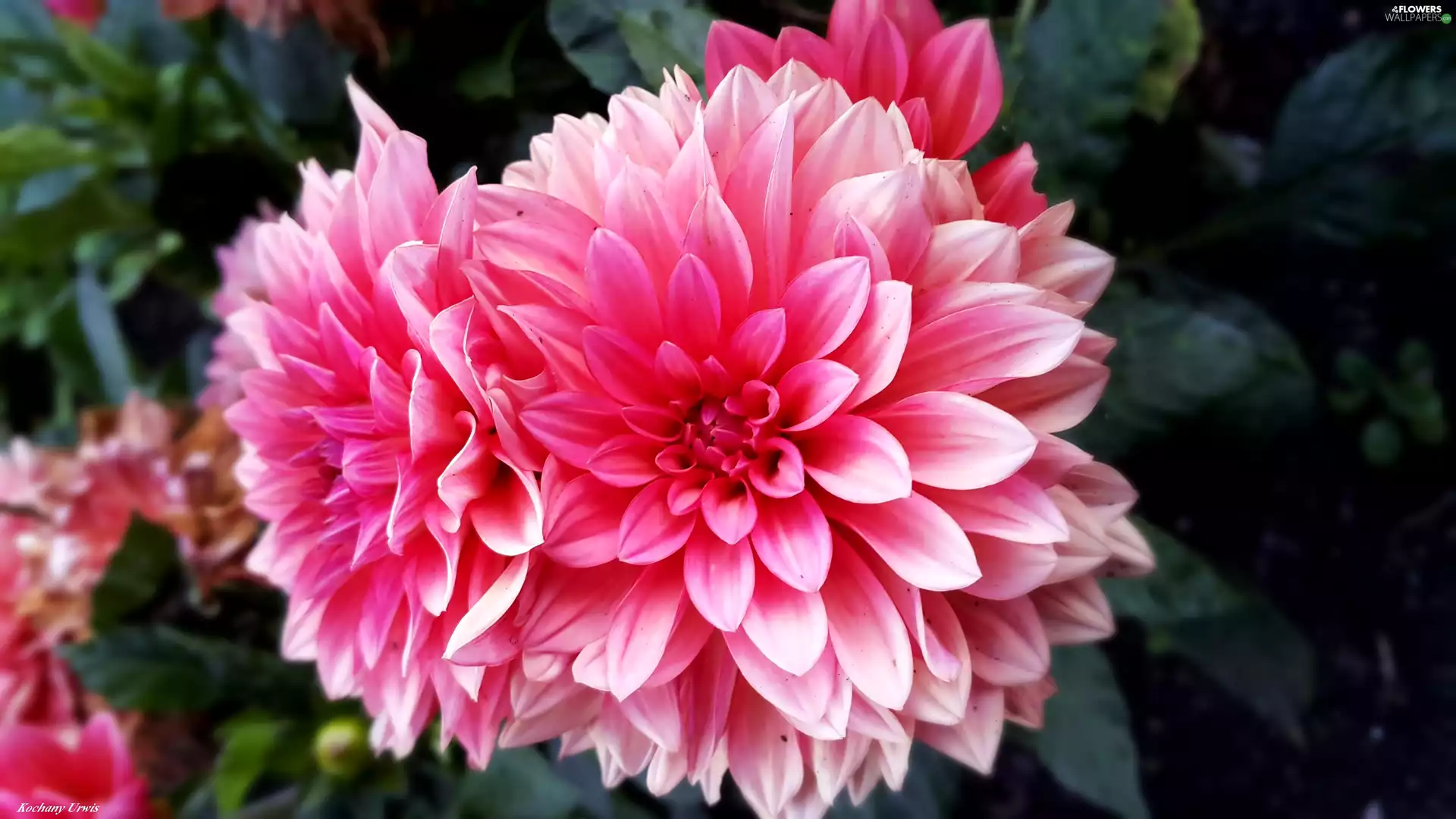 Pink, dahlias