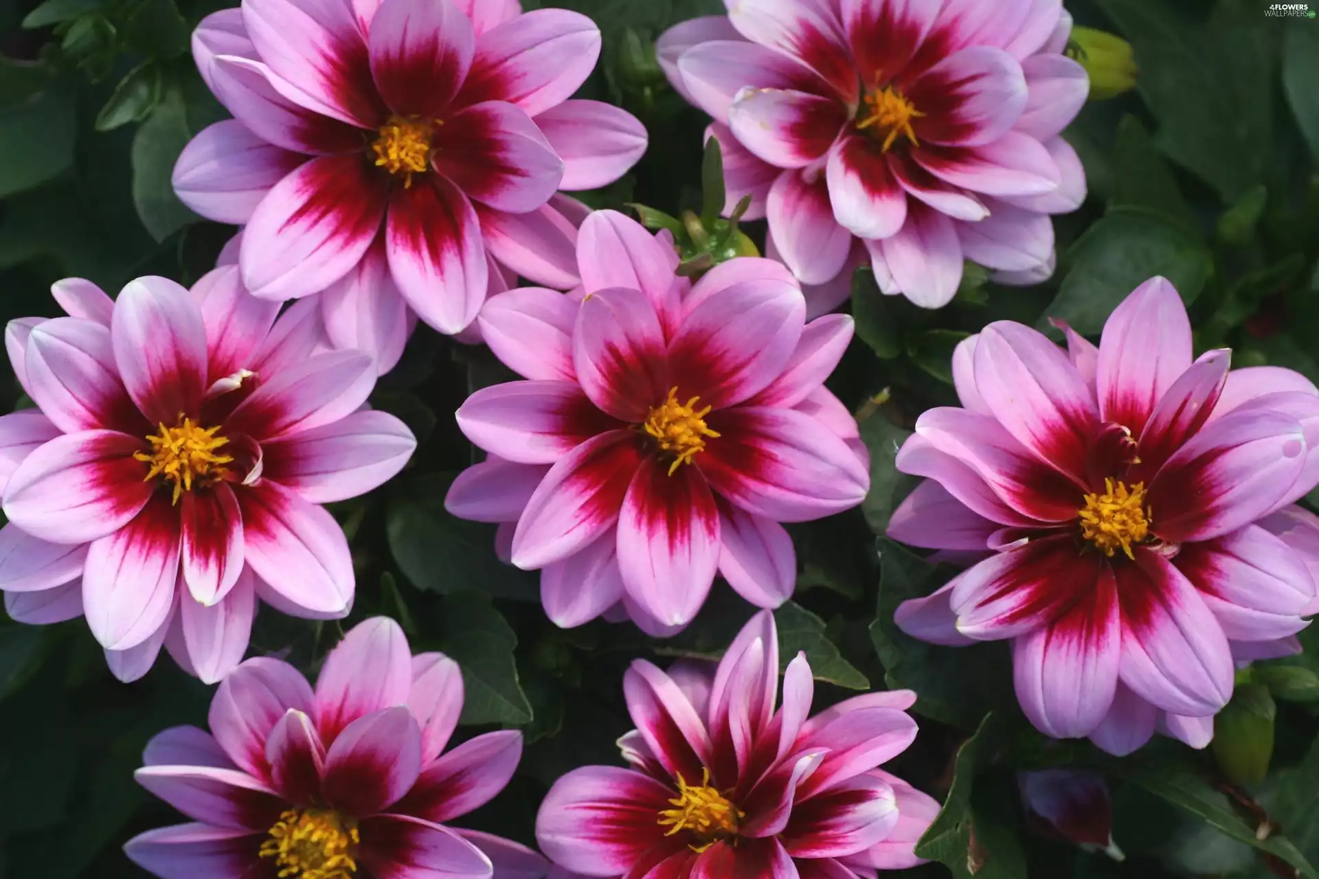 Pink, dahlias