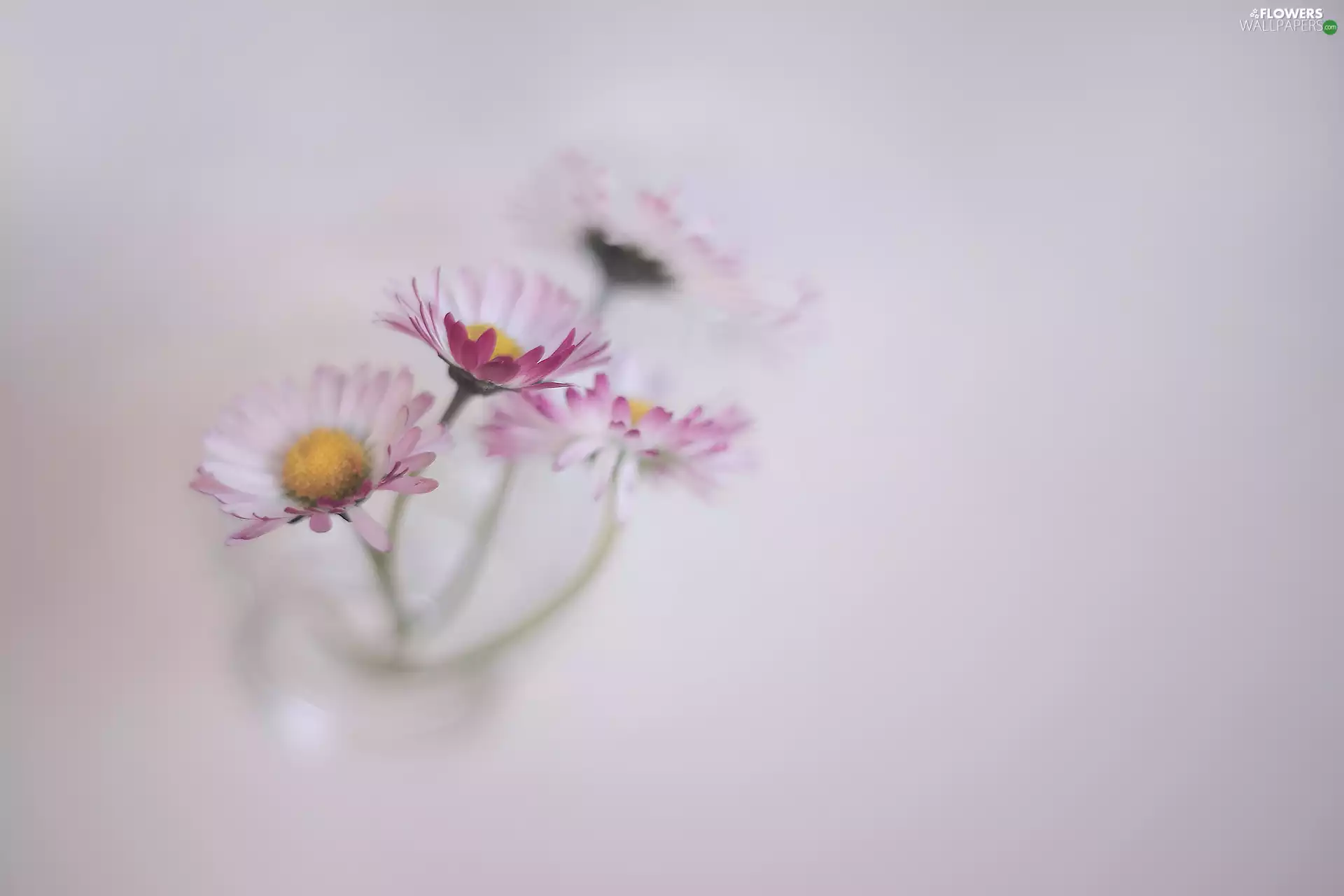 daisies, Flowers, rapprochement, Pink