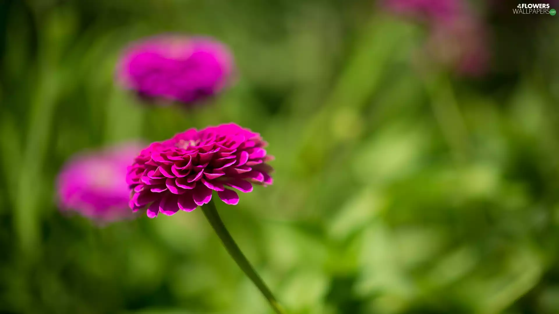 Dalia, Colourfull Flowers, Pink