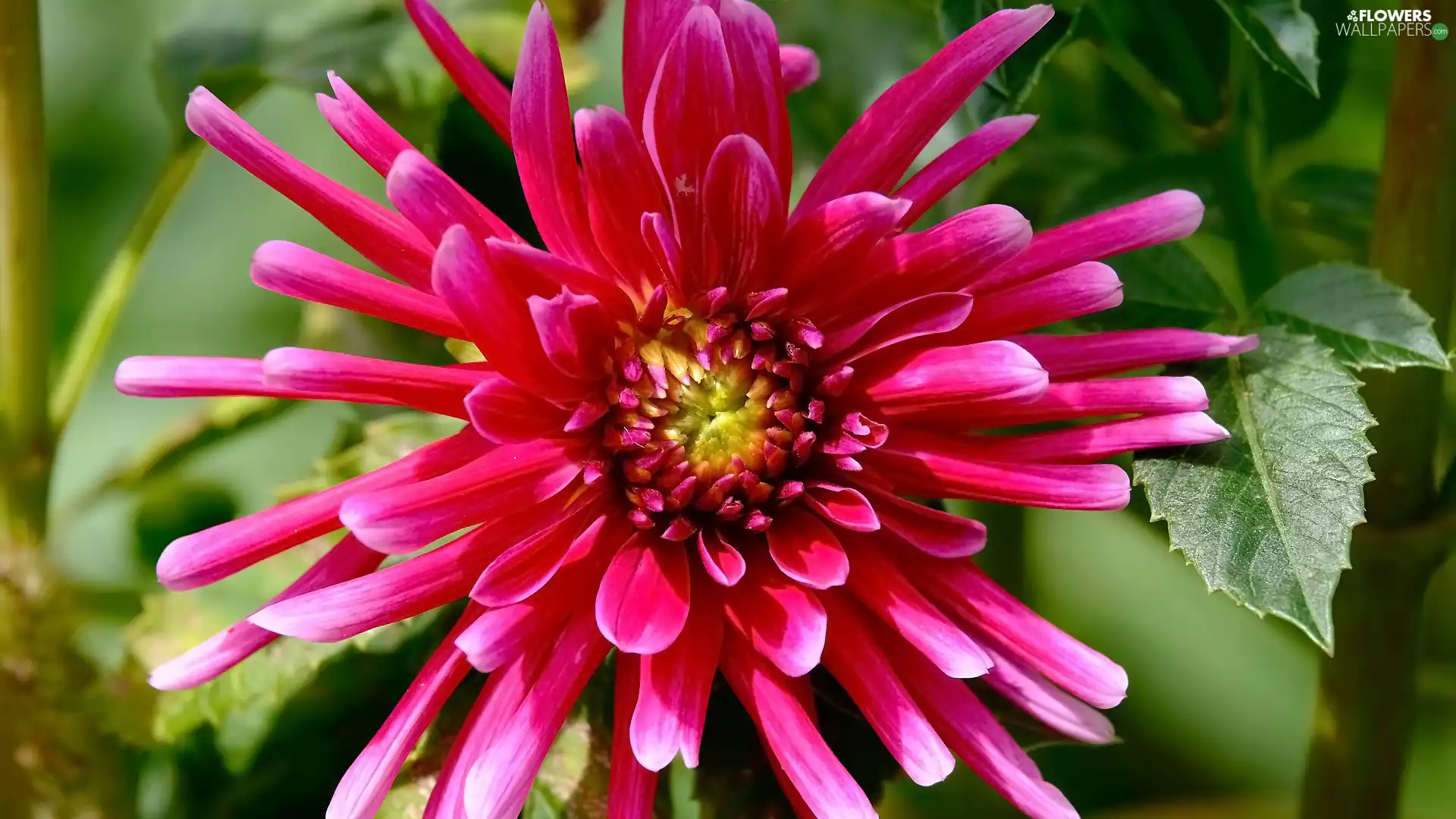 rapprochement, Pink, Dalia, Colourfull Flowers