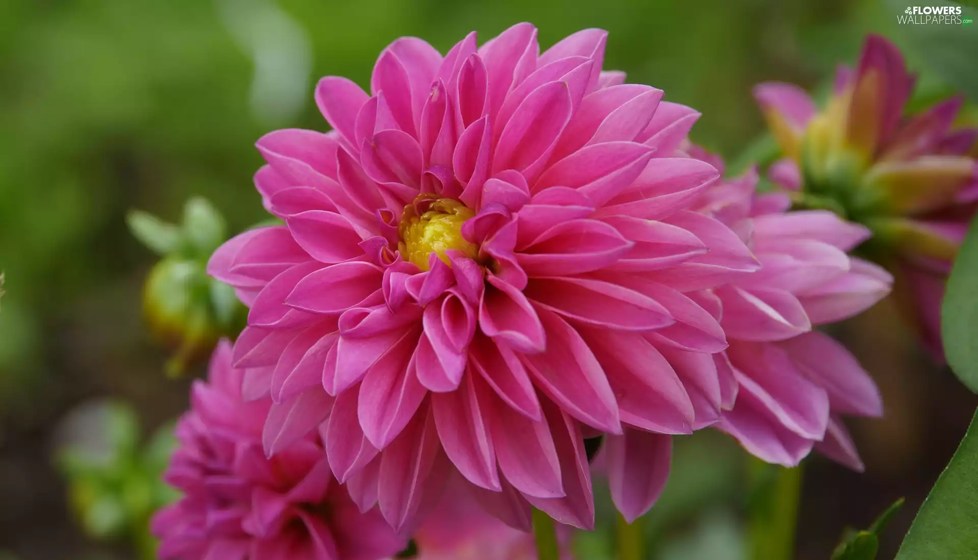 Dalia, Colourfull Flowers, Pink