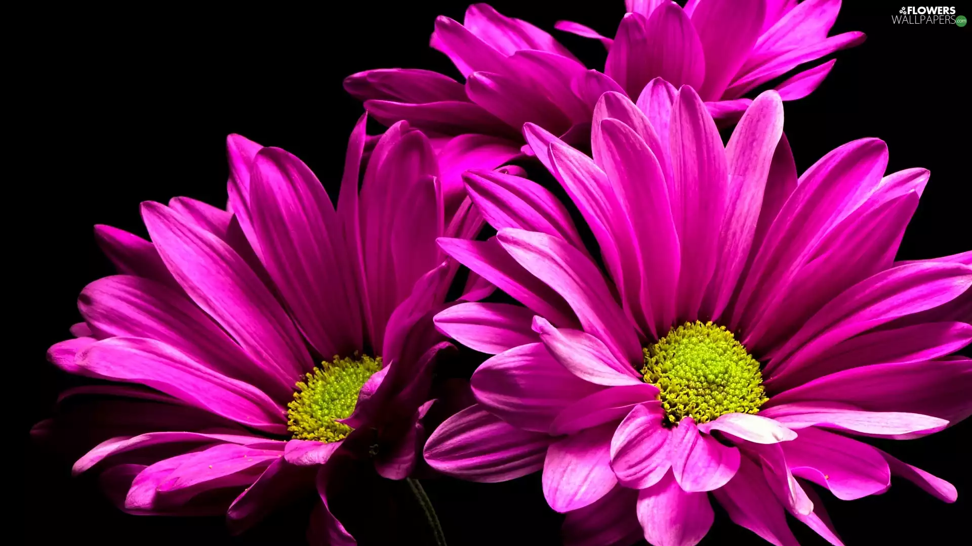 Flowers, Pink, Dark Background, Chrysanthemums - Flowers wallpapers ...