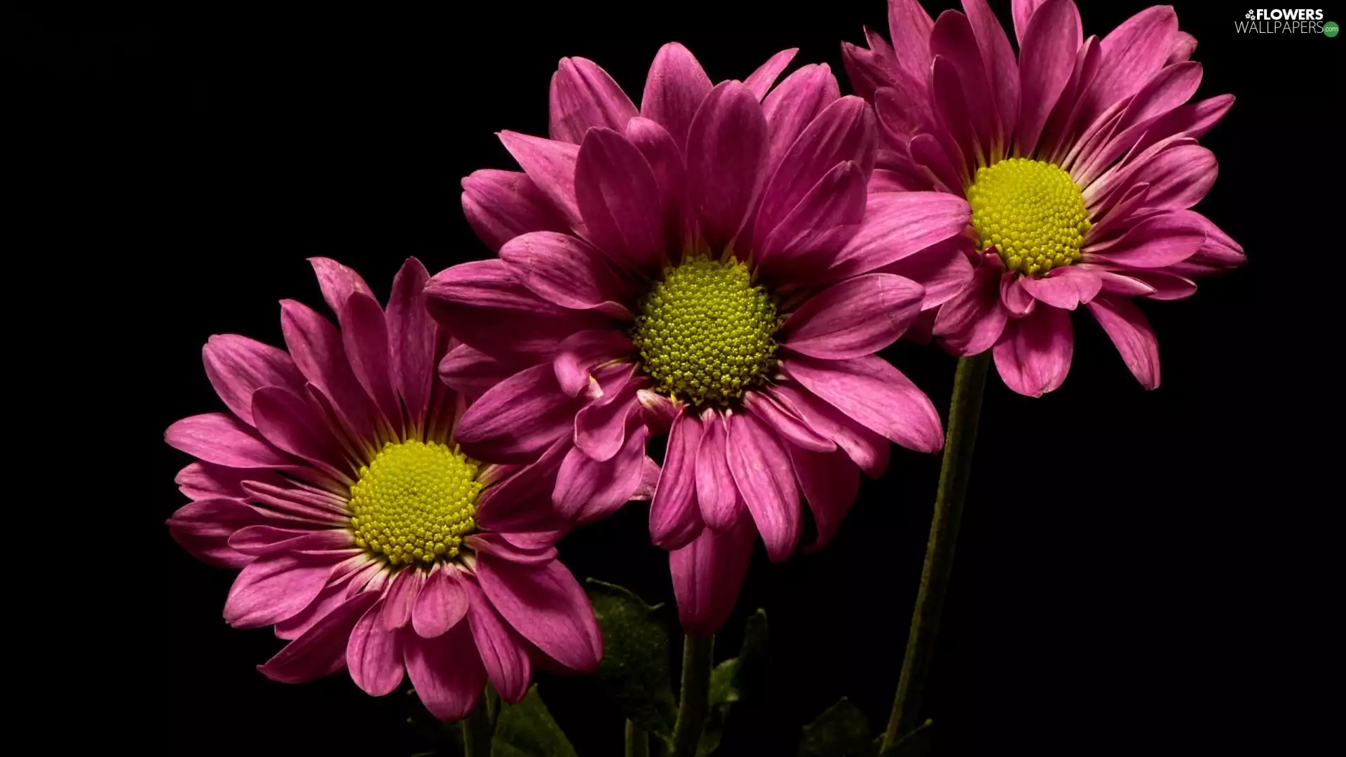 Dark Background, Chrysanths, Pink