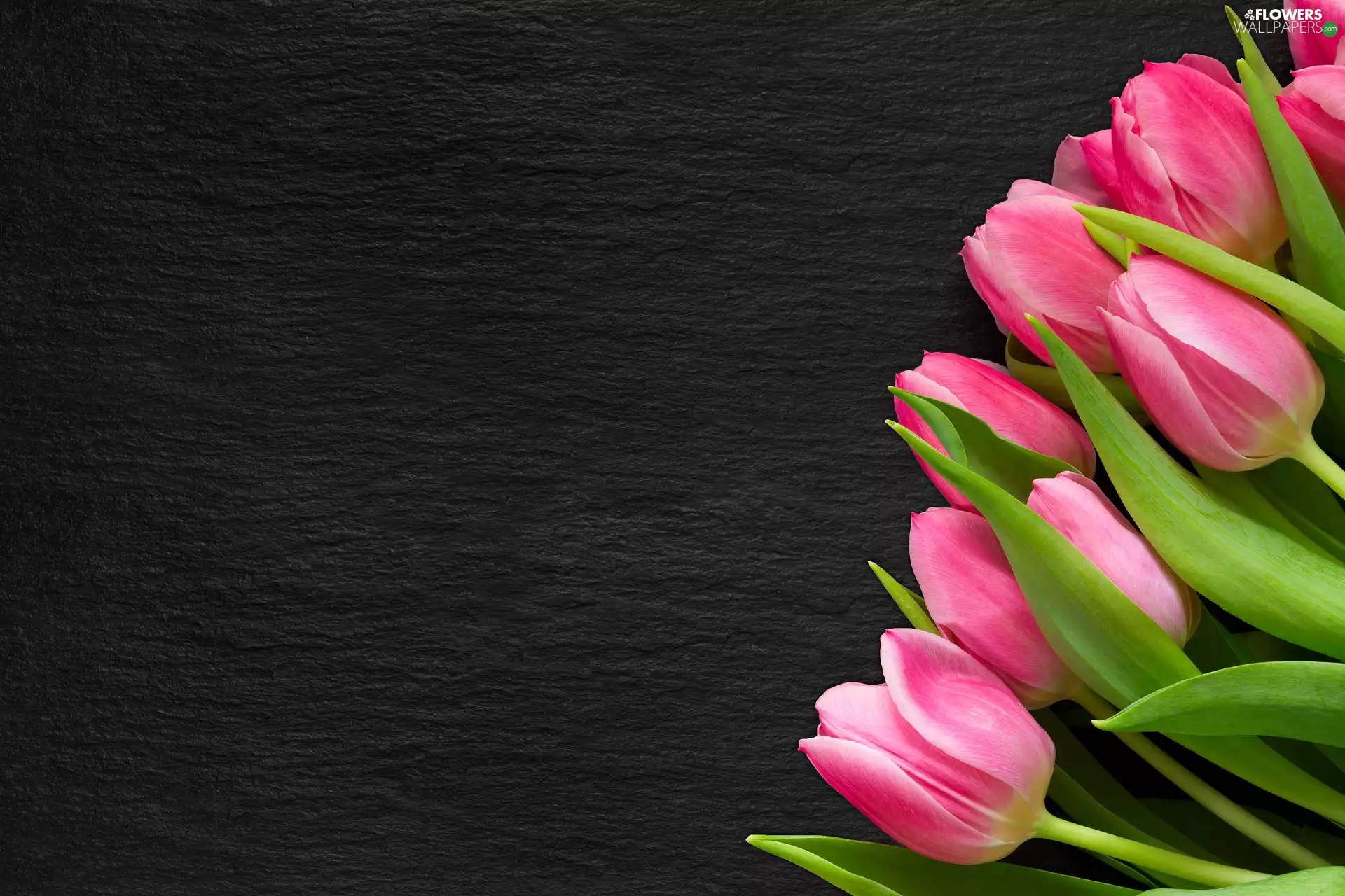 Light pink, dark, background, Tulips