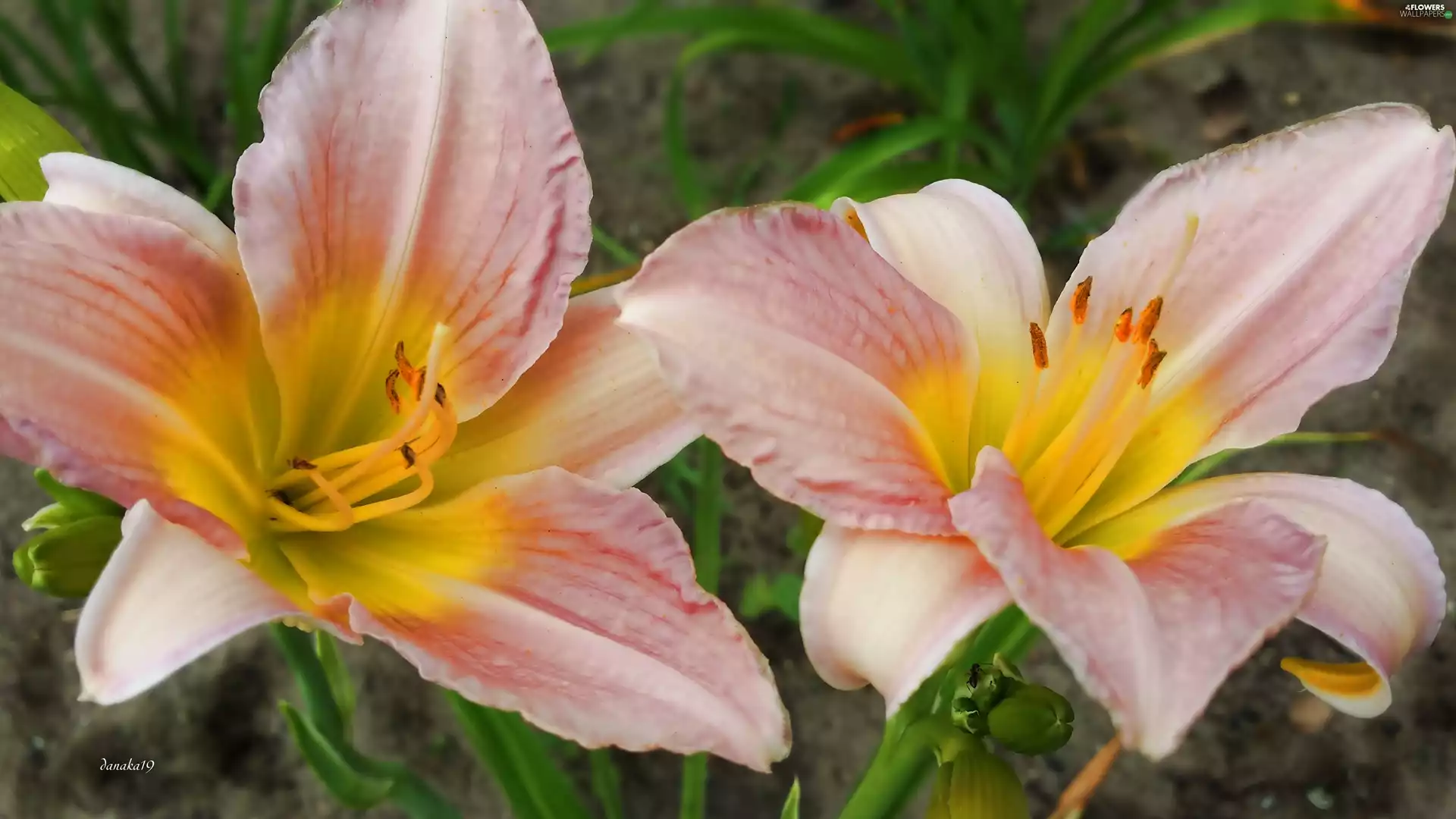 Pink, Daylilies