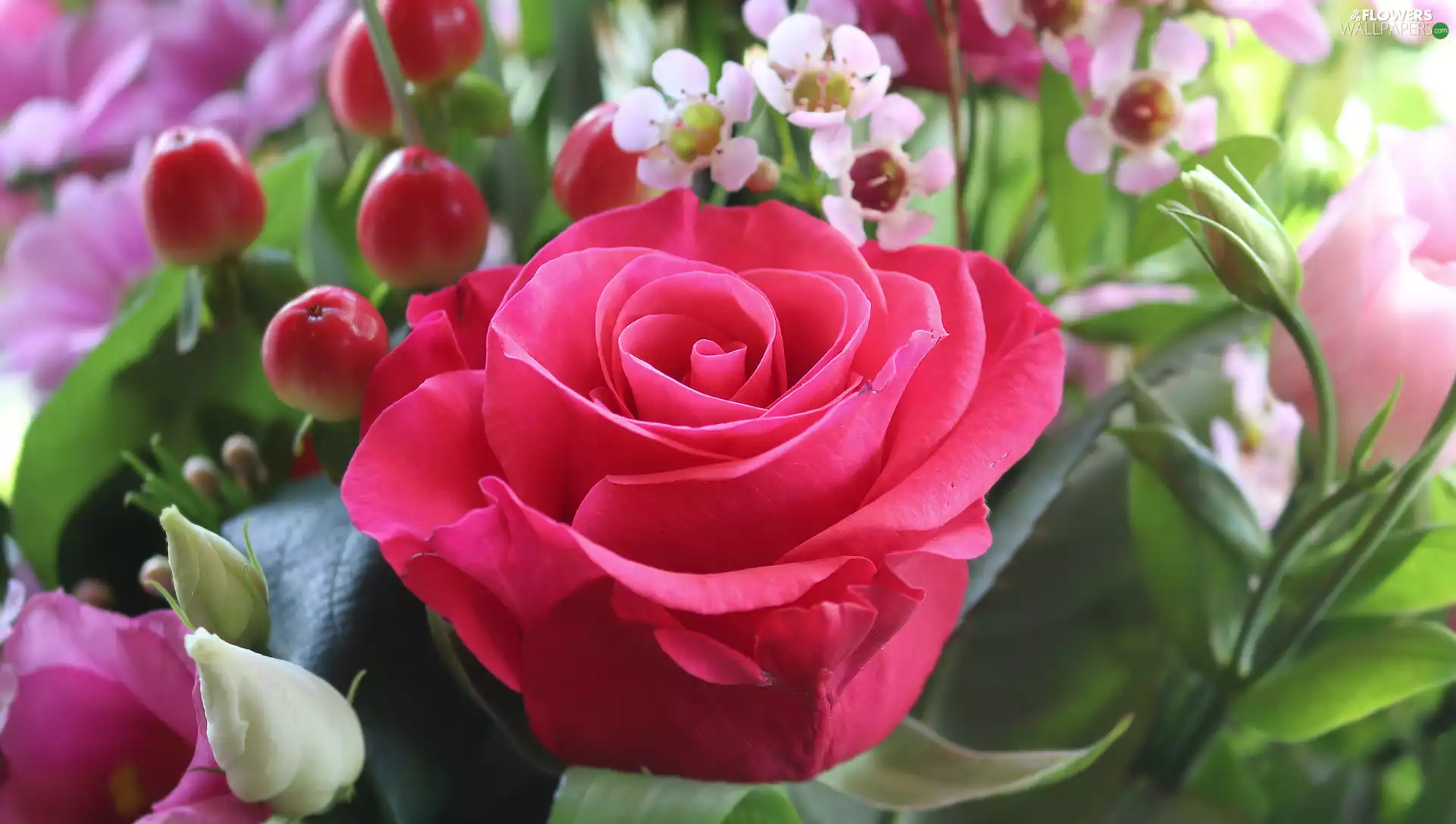 developed, rose, flakes, Pink