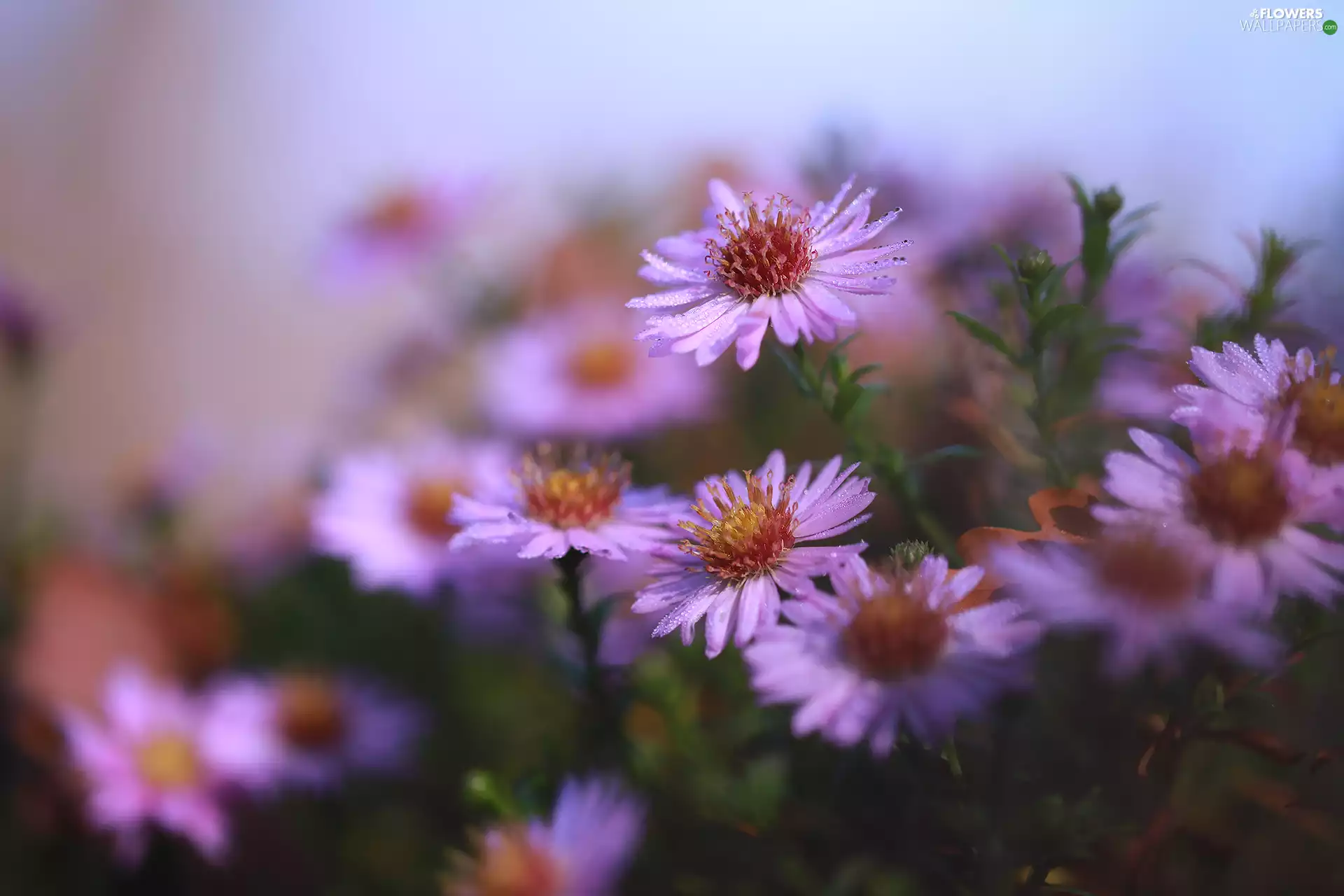 dewy, Astra, Flowers, Pink
