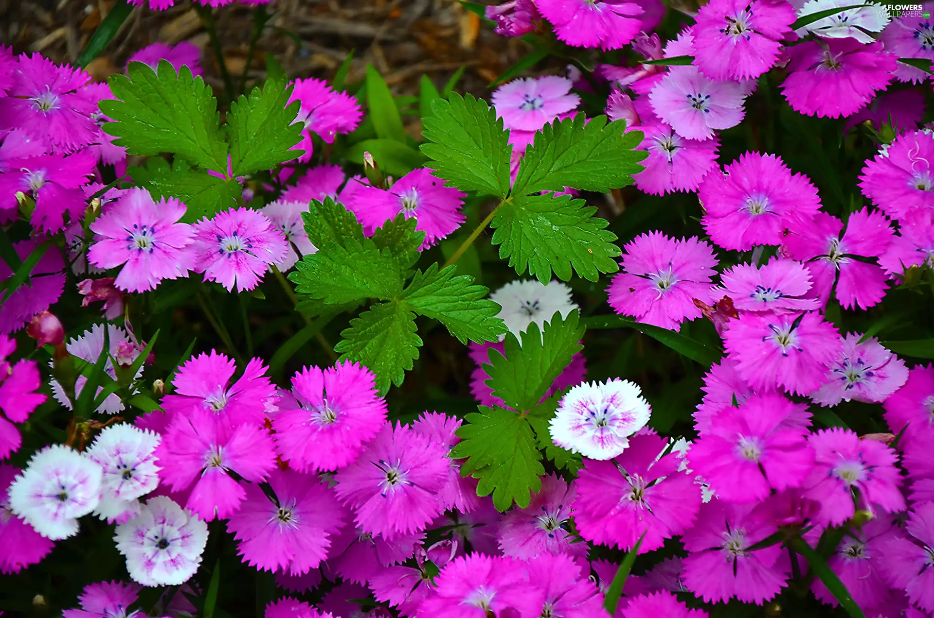 Dianthus carthusianorum, color, pink