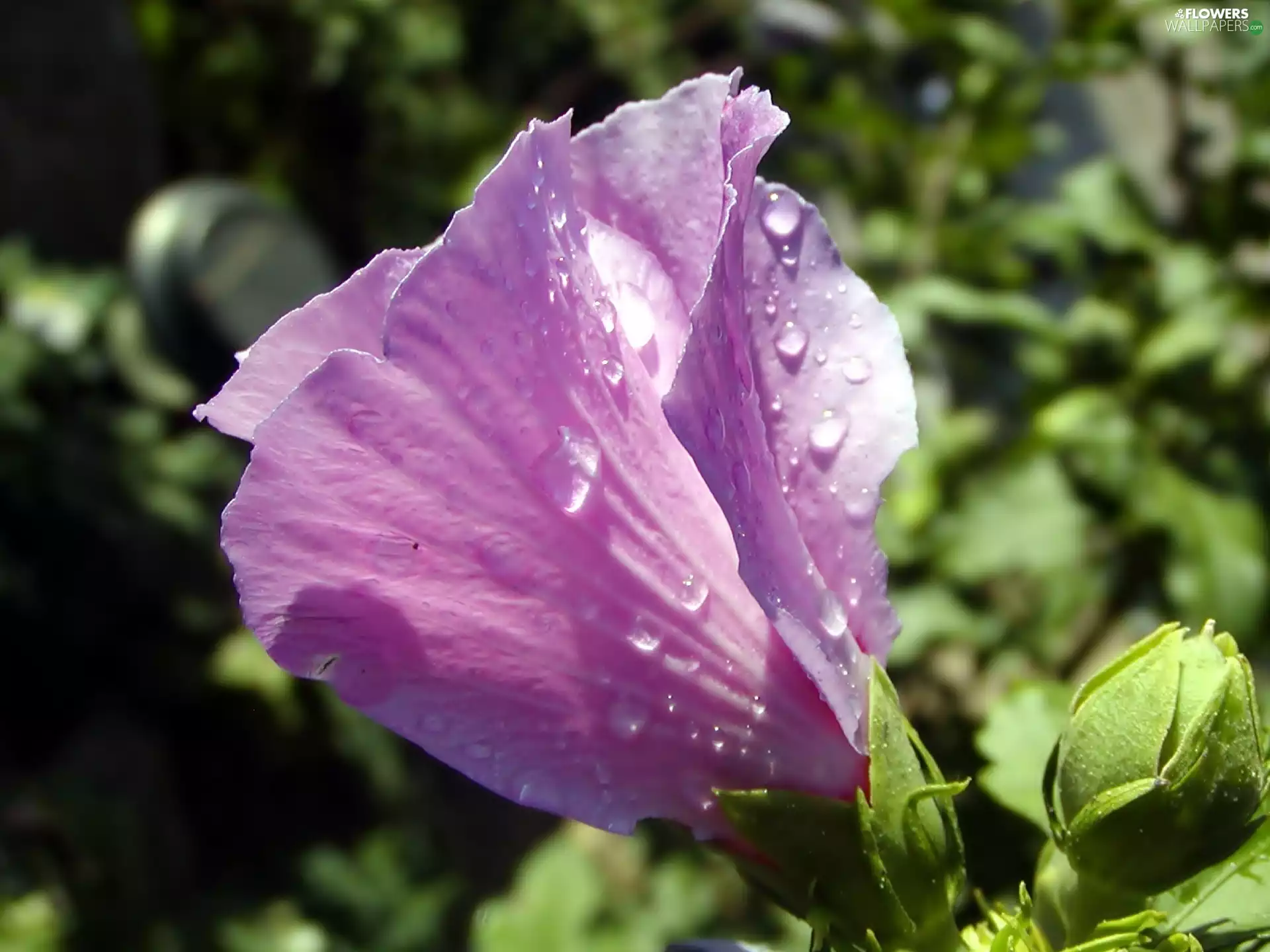 doughnut, hibiscus, drops, pink