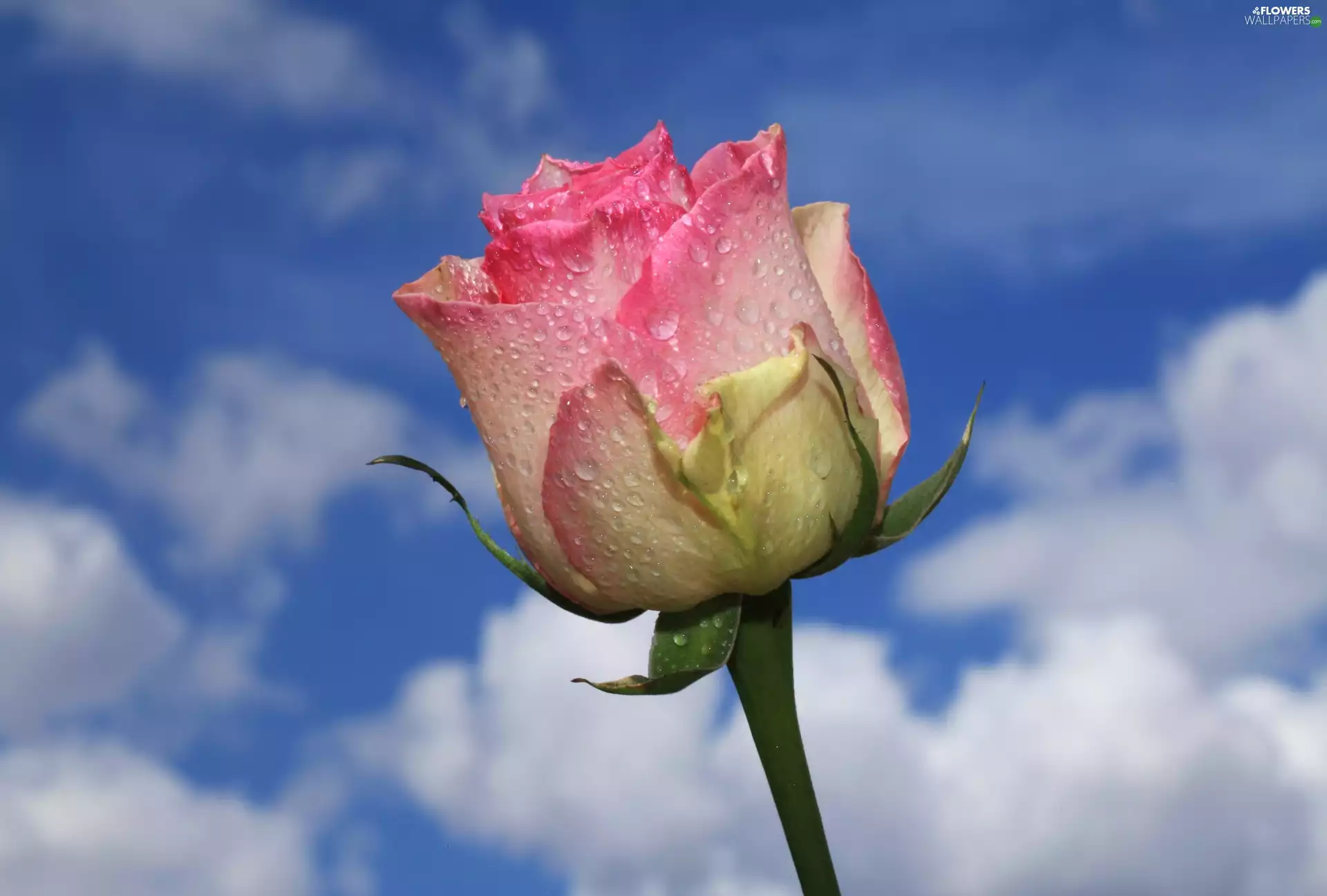 pale pink, drops, Sky, rose