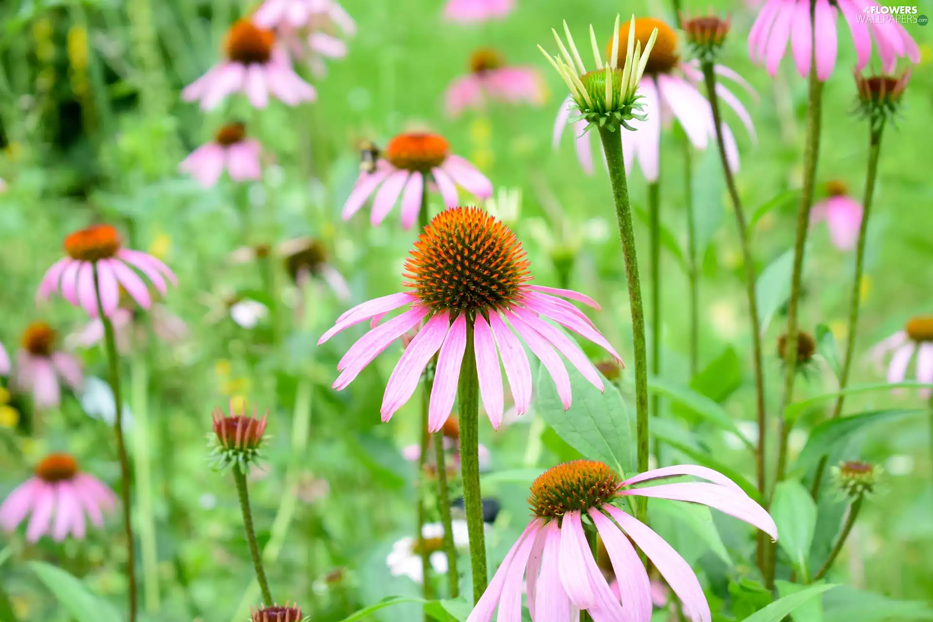 Pink, Flowers, echinacea