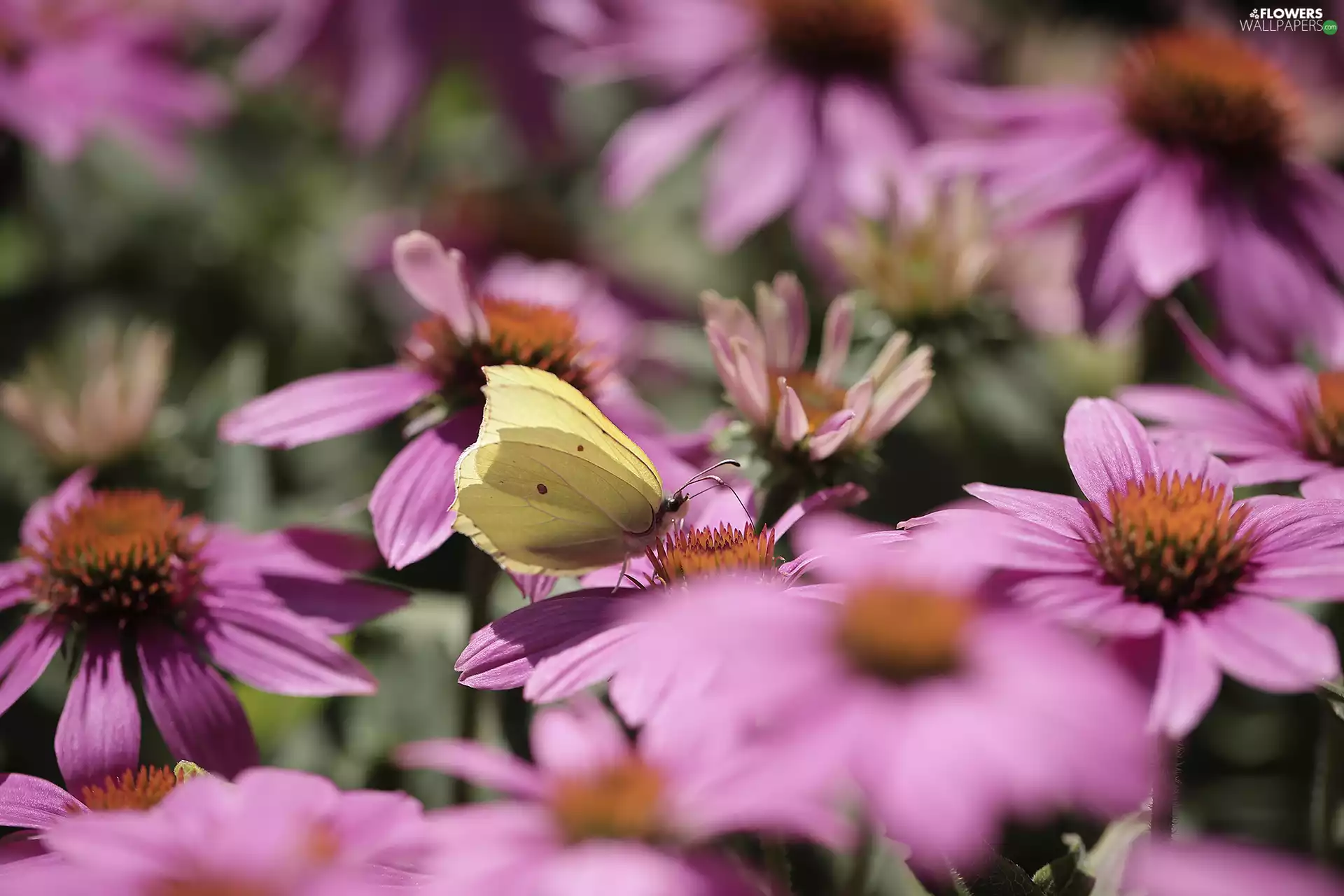 butterfly, Pink, echinacea, Gonepteryx rhamni