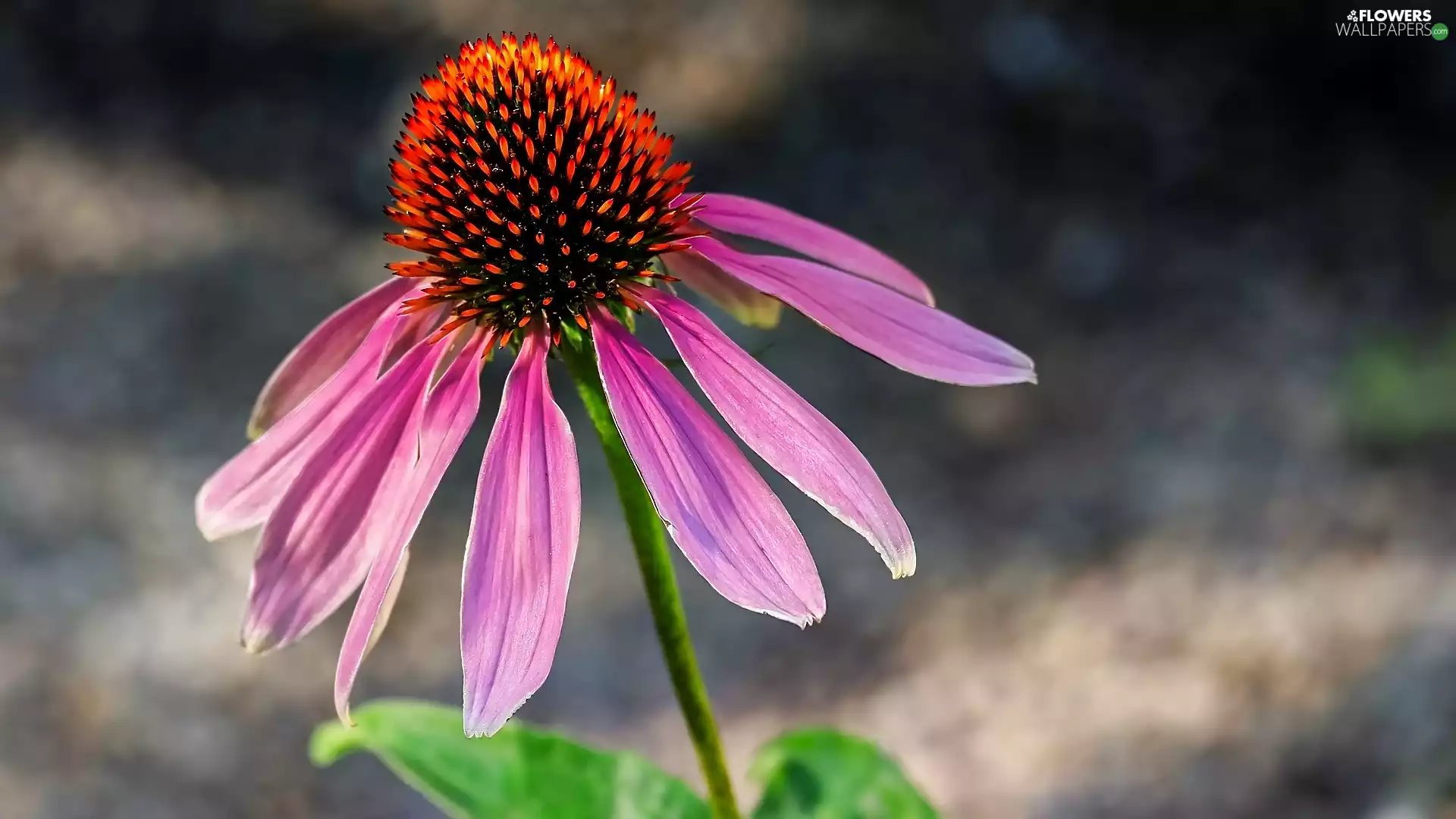 Pink, echinacea