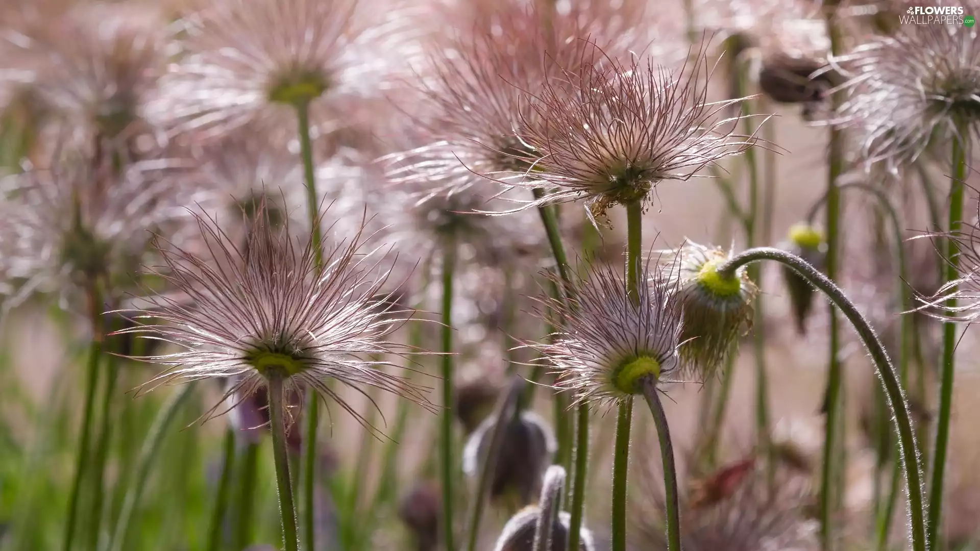 fades, pasque, seedheads, Pink